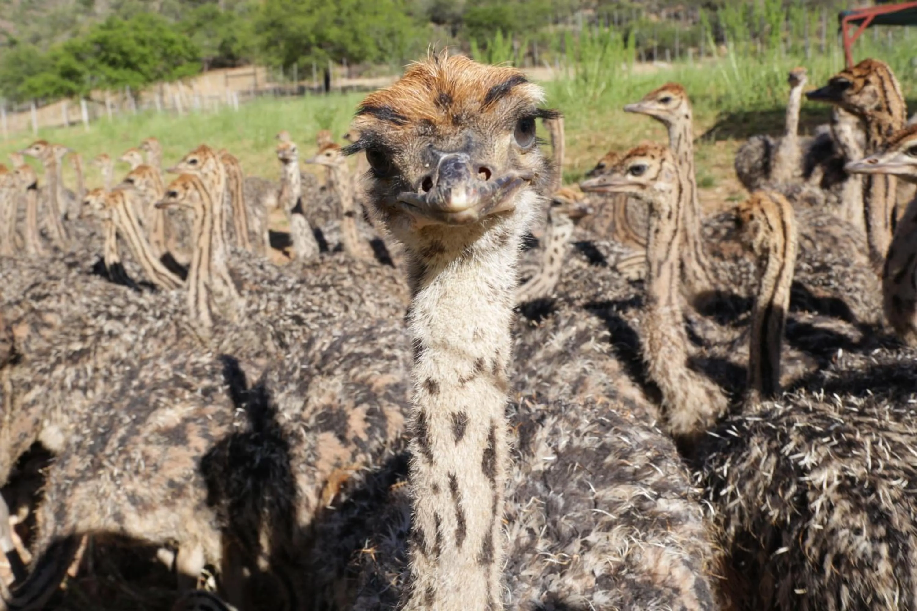 Animals in De Oude Meul Country Lodge & Restaurant