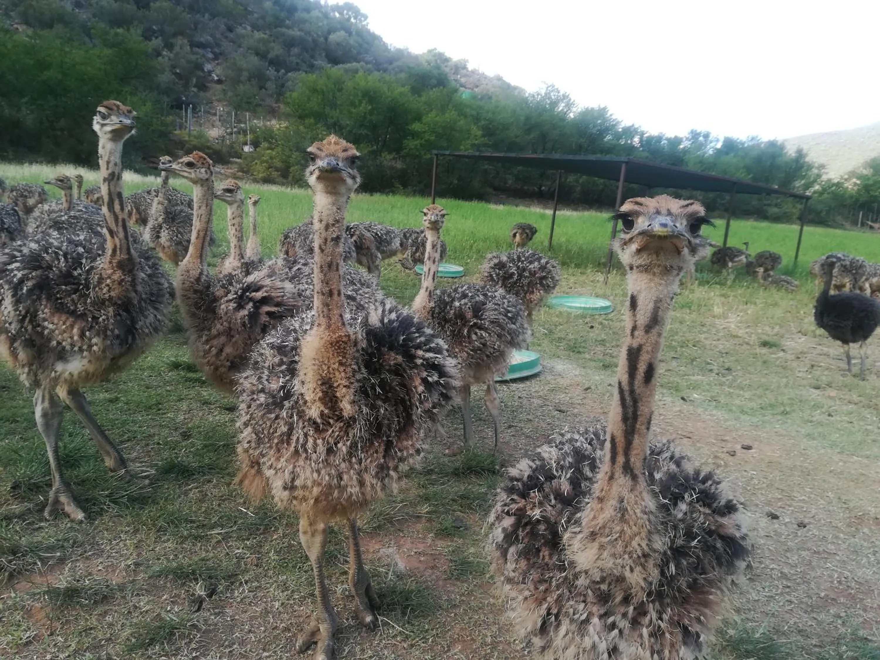 Animals in De Oude Meul Country Lodge & Restaurant