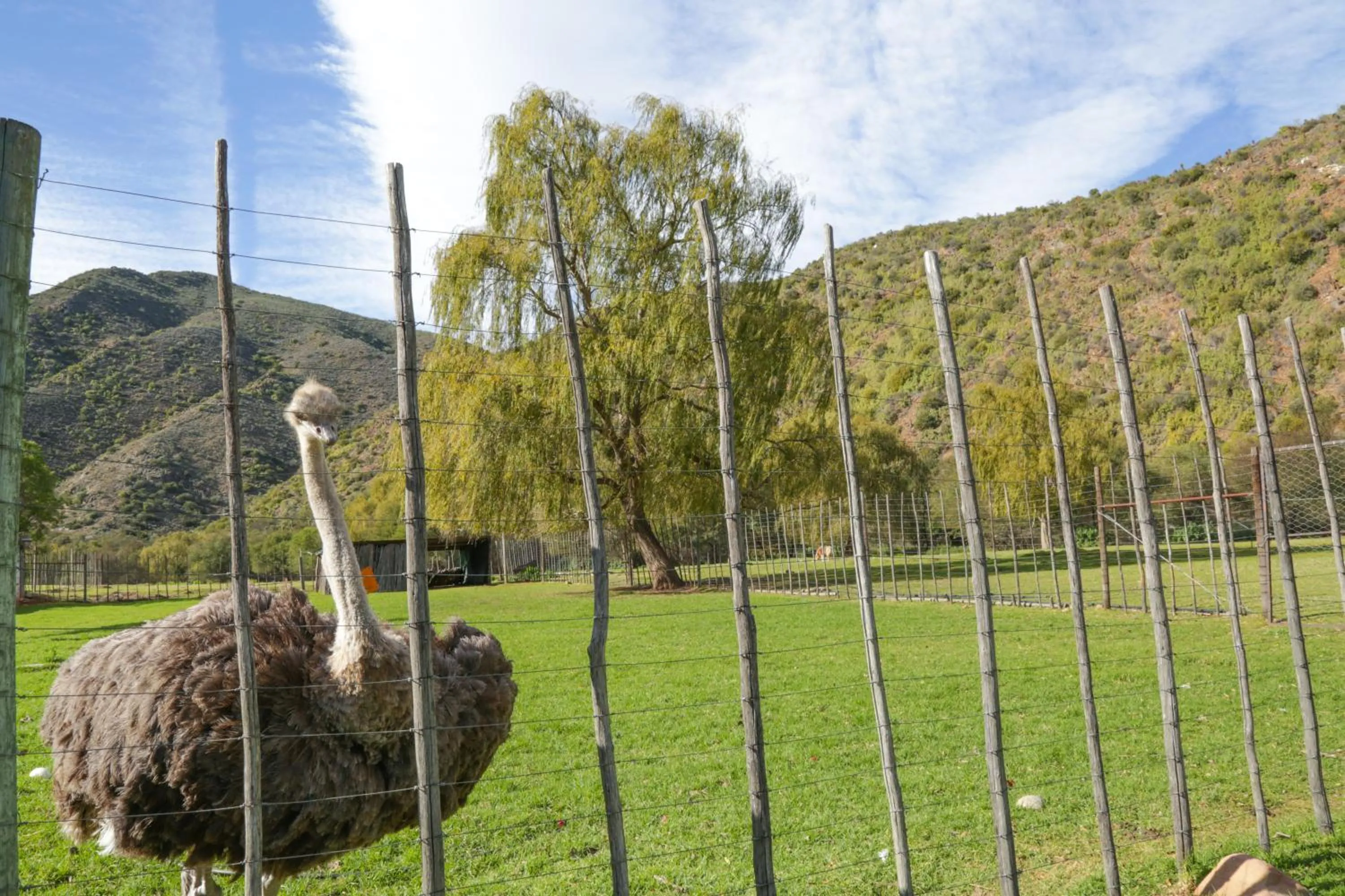 Animals in De Oude Meul Country Lodge & Restaurant