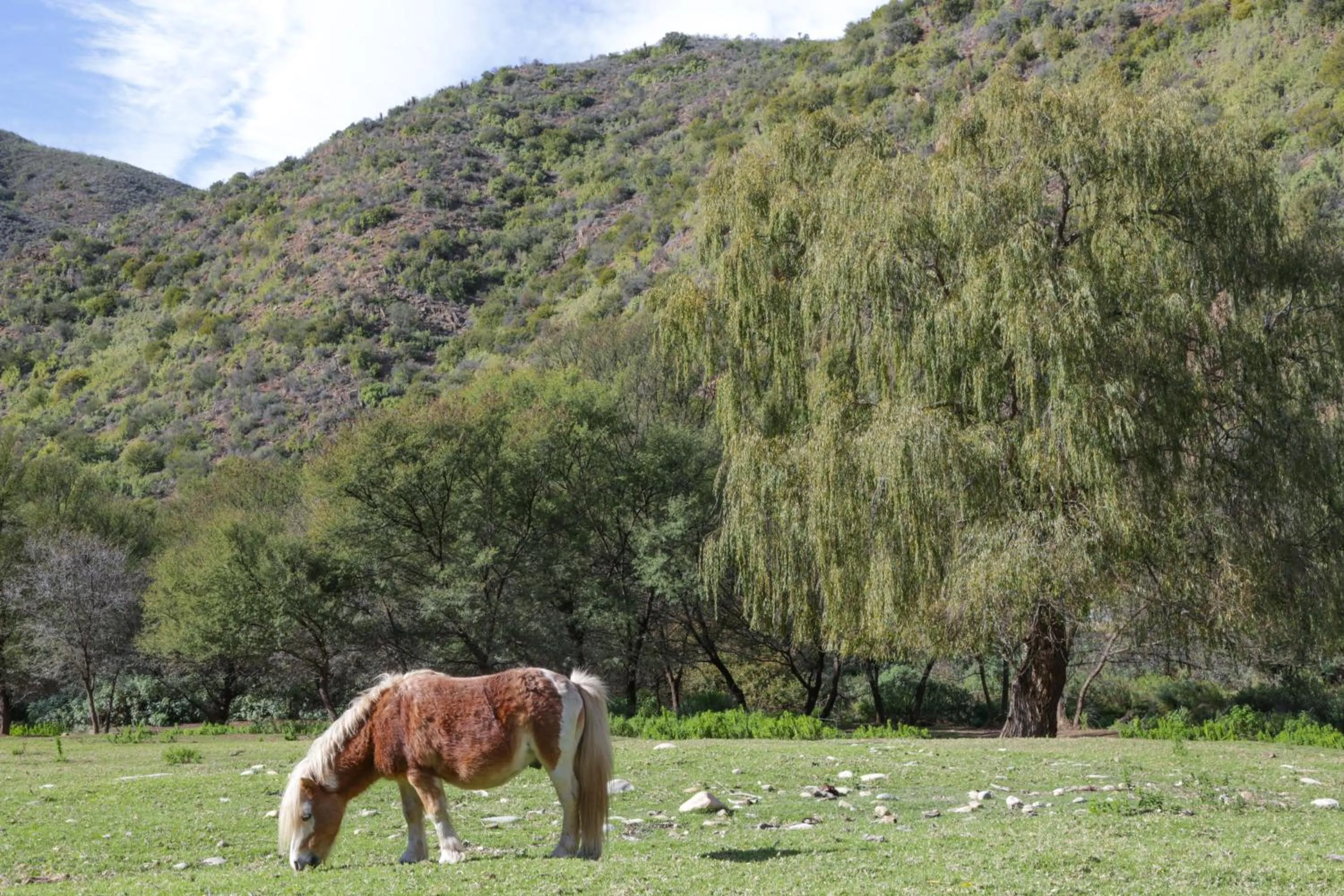 Animals in De Oude Meul Country Lodge & Restaurant