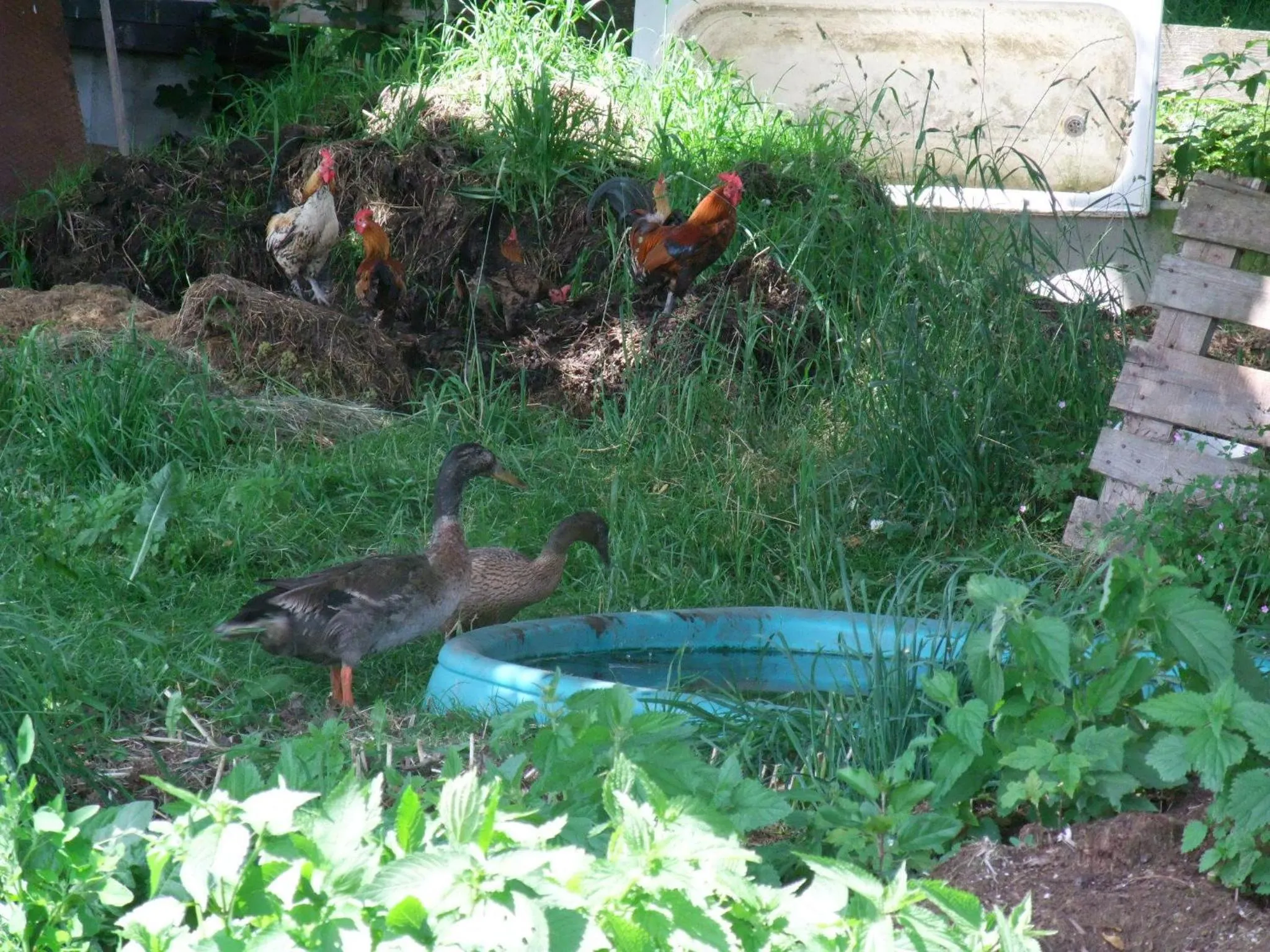 Other in Ferienhotel Knollhof