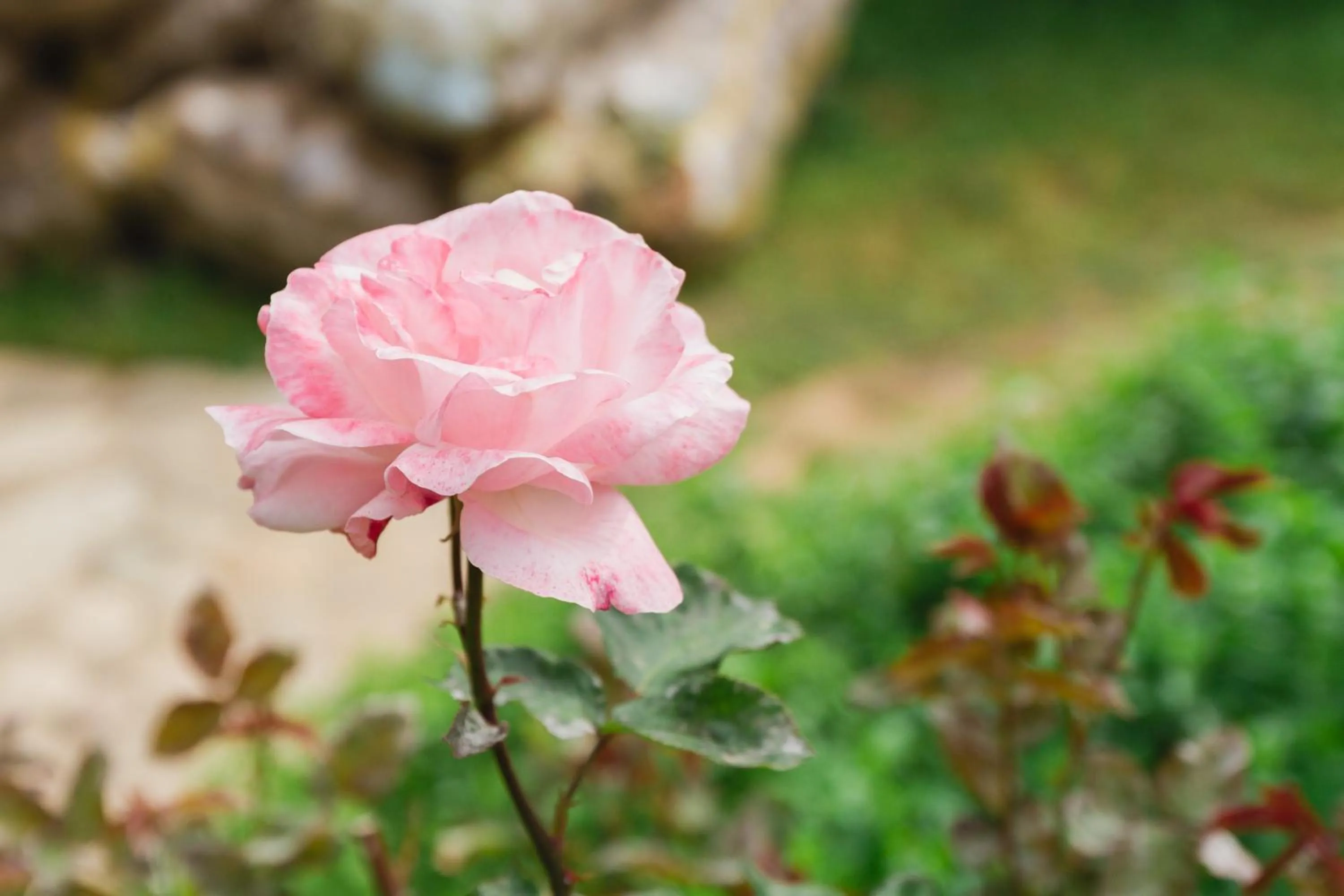 Garden in Village Garden Pansiyon