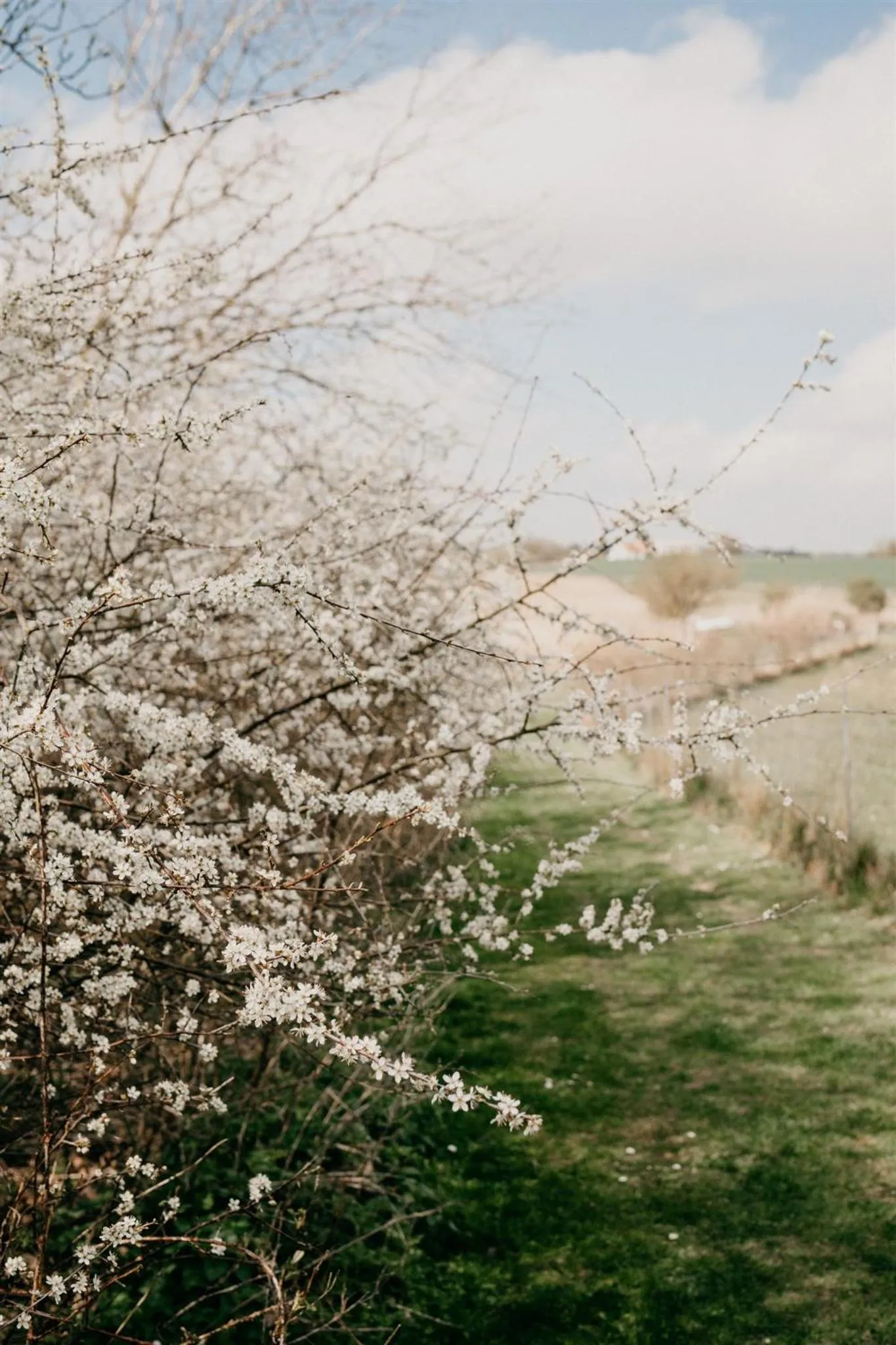 Natural landscape in Jungshoved Præstegård B&B