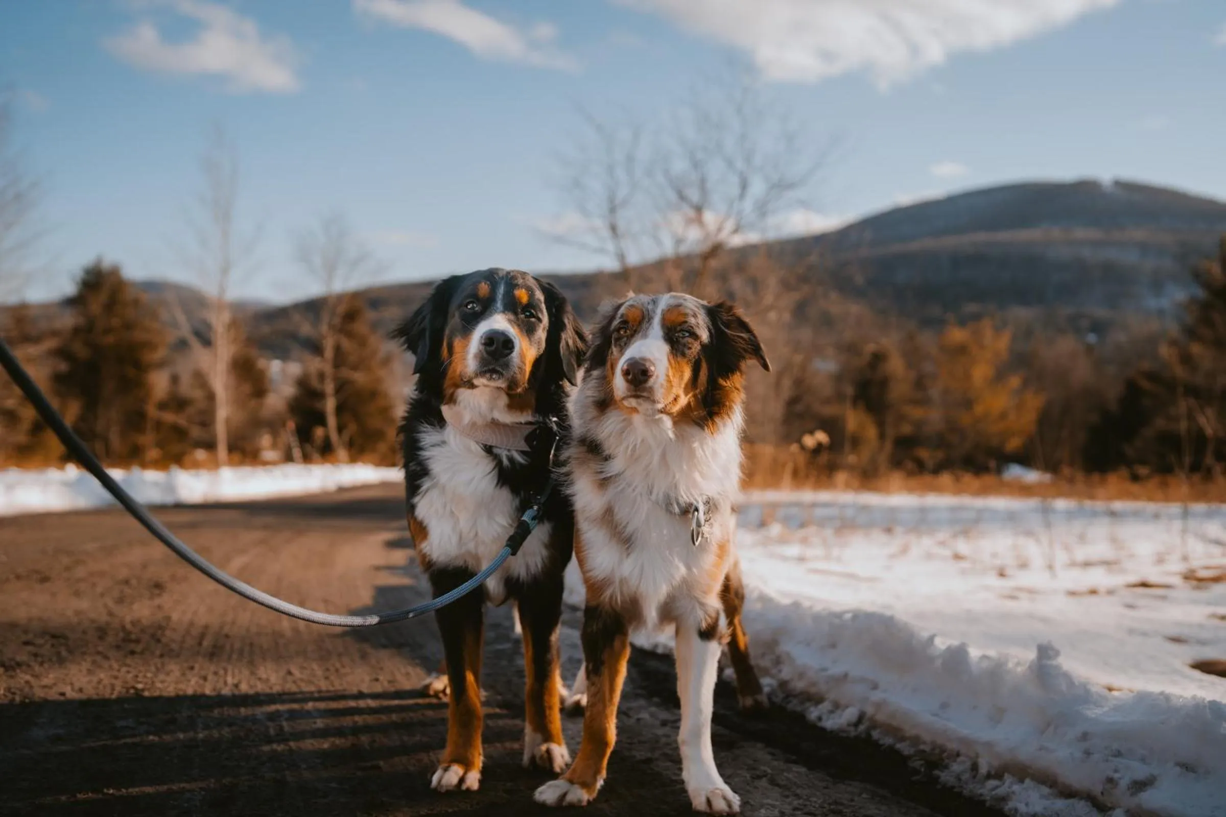 pet friendly in Eastwind