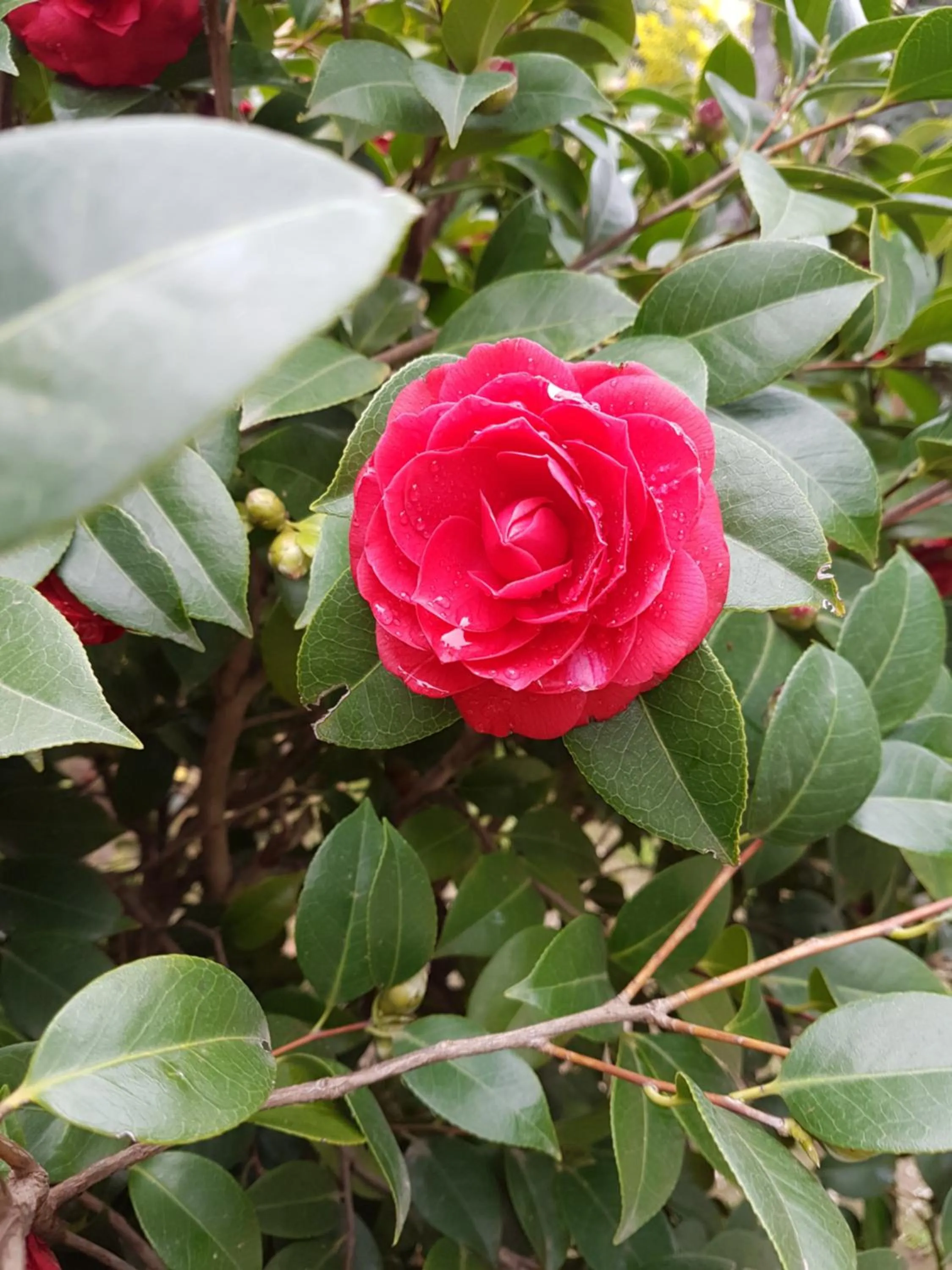 Property building in Il Giardino Di Vico Neve