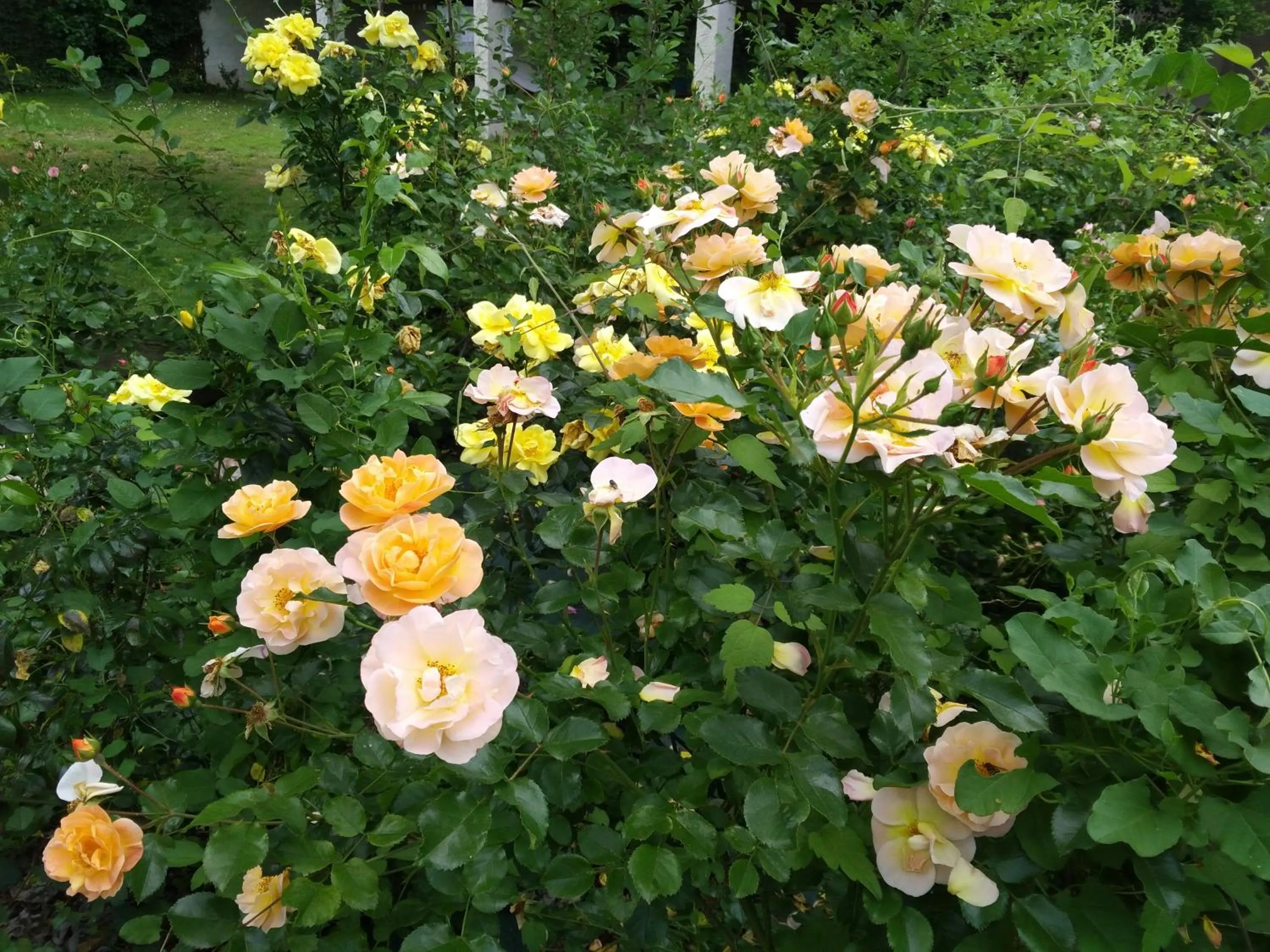 Garden in Le Logis de Vallans