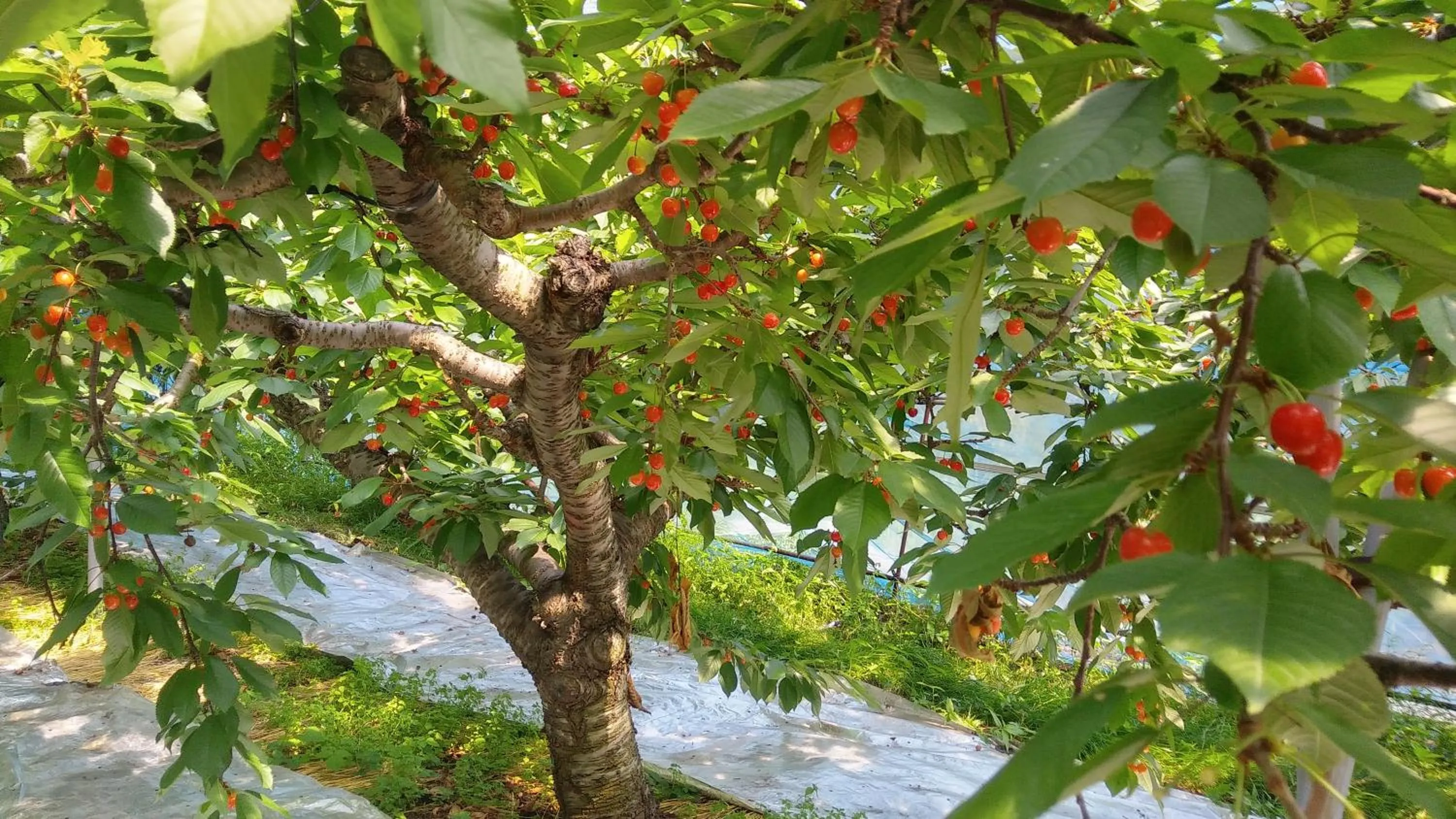 Nearby landmark in Oyado Matsubaya