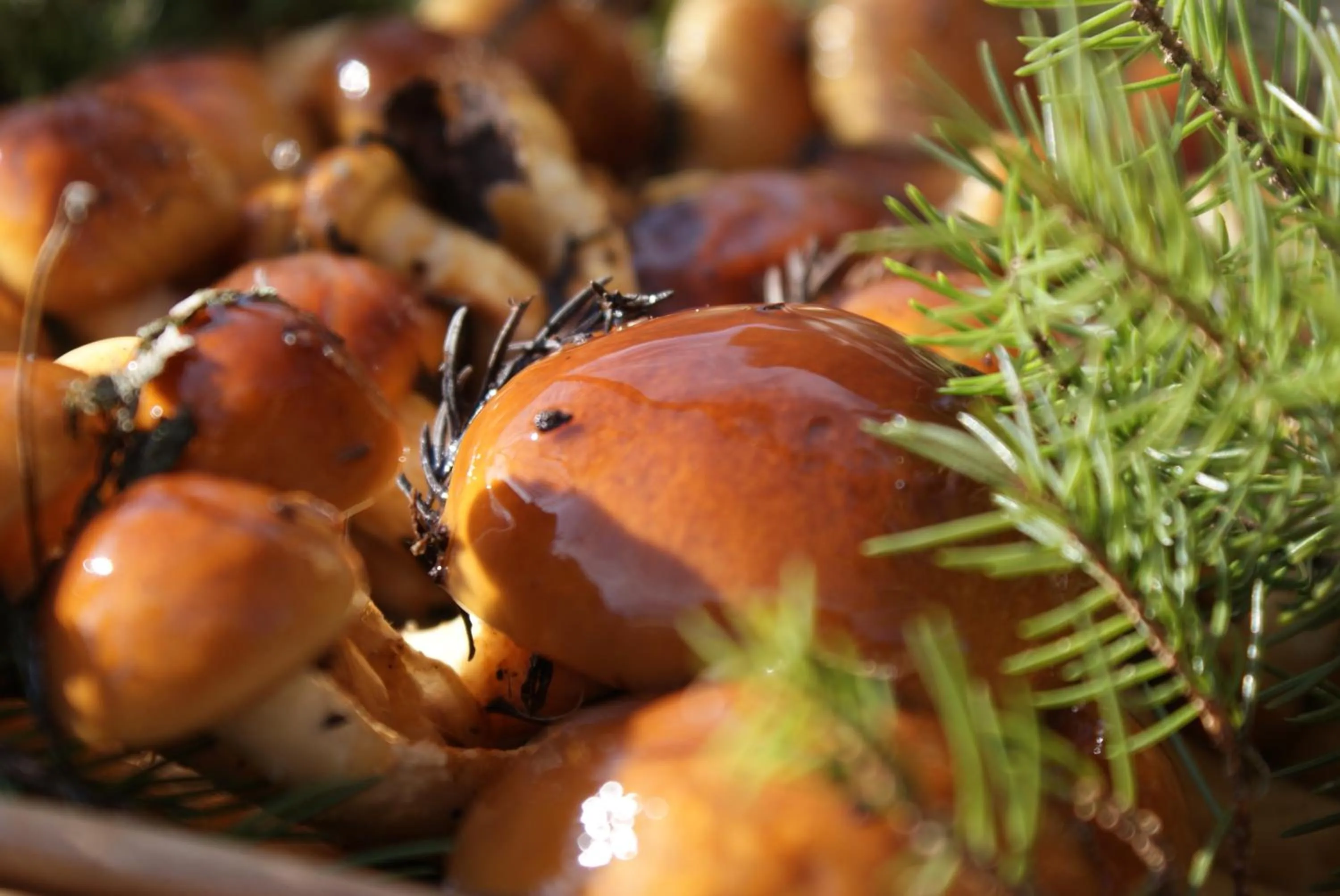 Food in Super Hydrogen Rich Spa Yado Kanzan