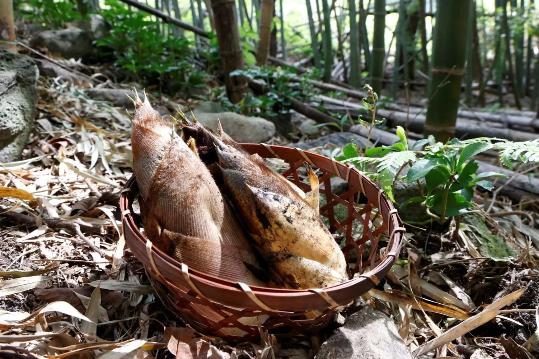 Food and drinks in Super Hydrogen Rich Spa Yado Kanzan