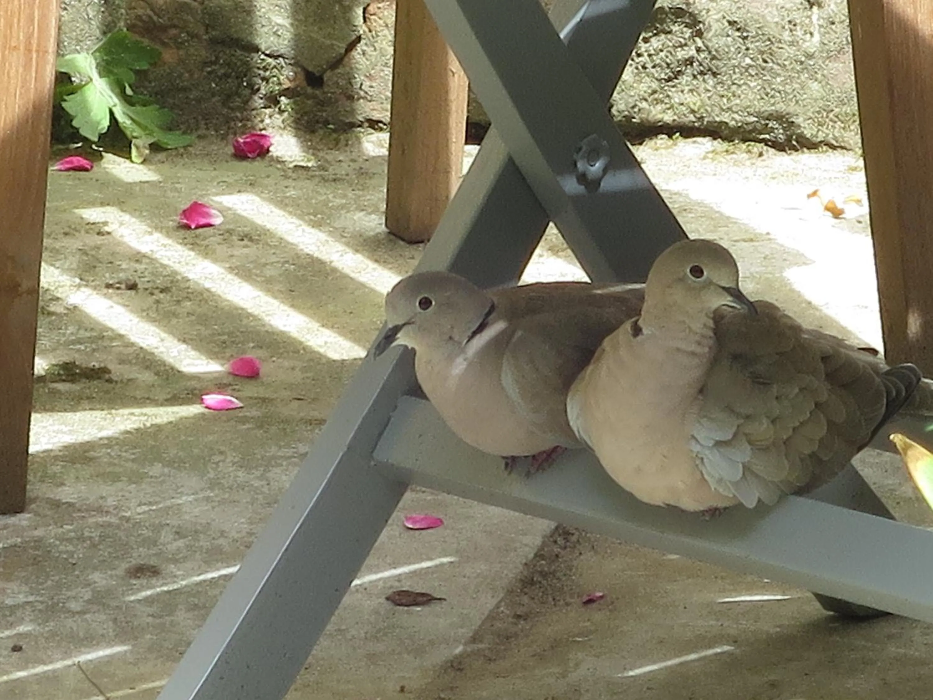 Garden in Hotel Alegria