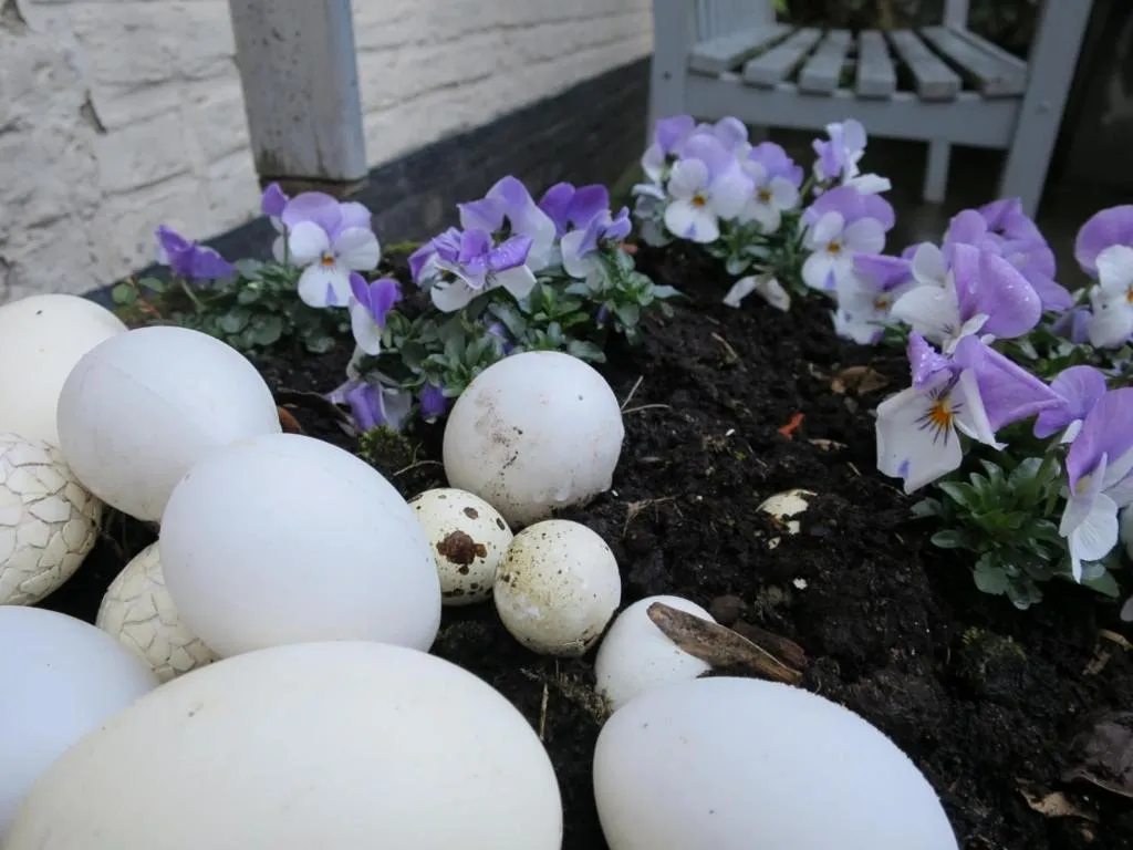 Garden in Hotel Alegria