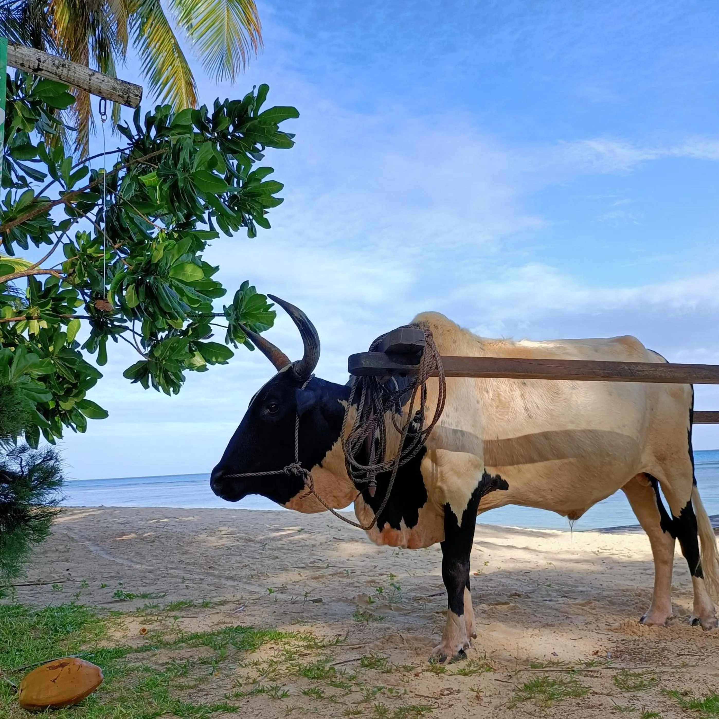 Beach in Princesse Bora Lodge & Spa