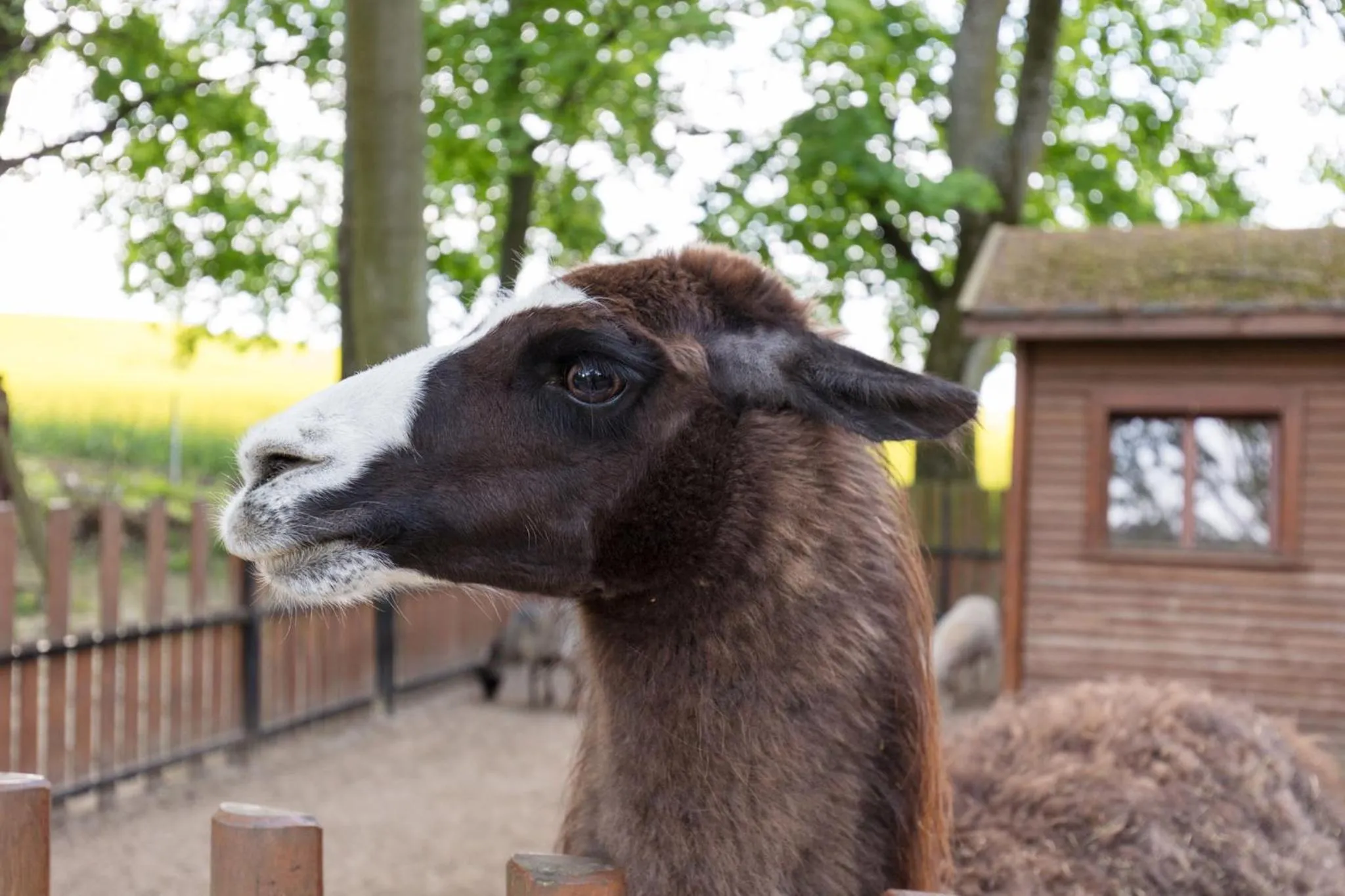 Animals in Hanza Pałac Wellness & SPA