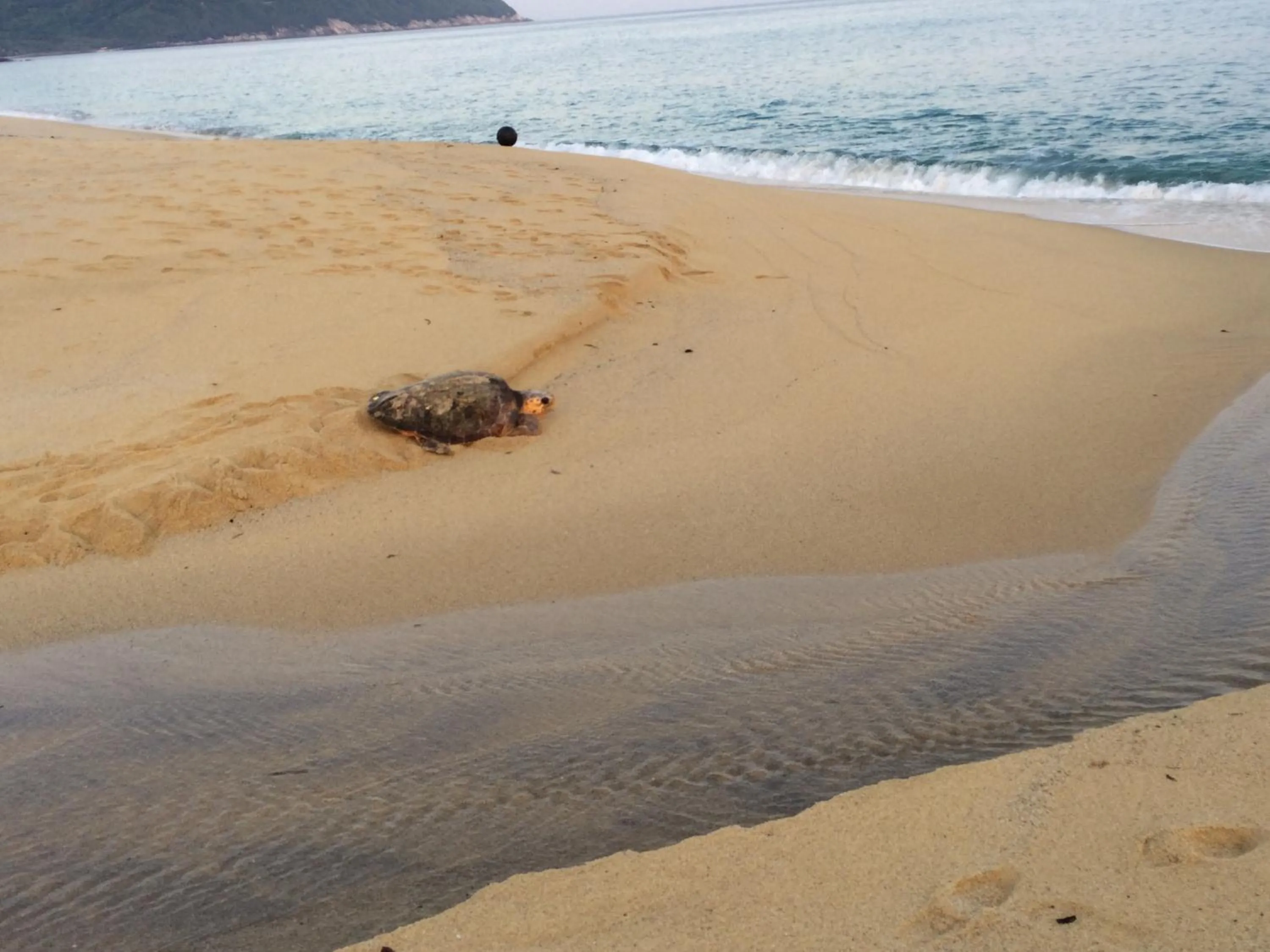 Animals in Marine Blue Yakushima
