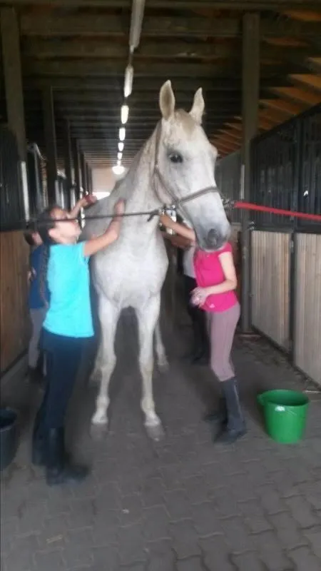 Horse-riding in Caballus Lovasmajor Panzió