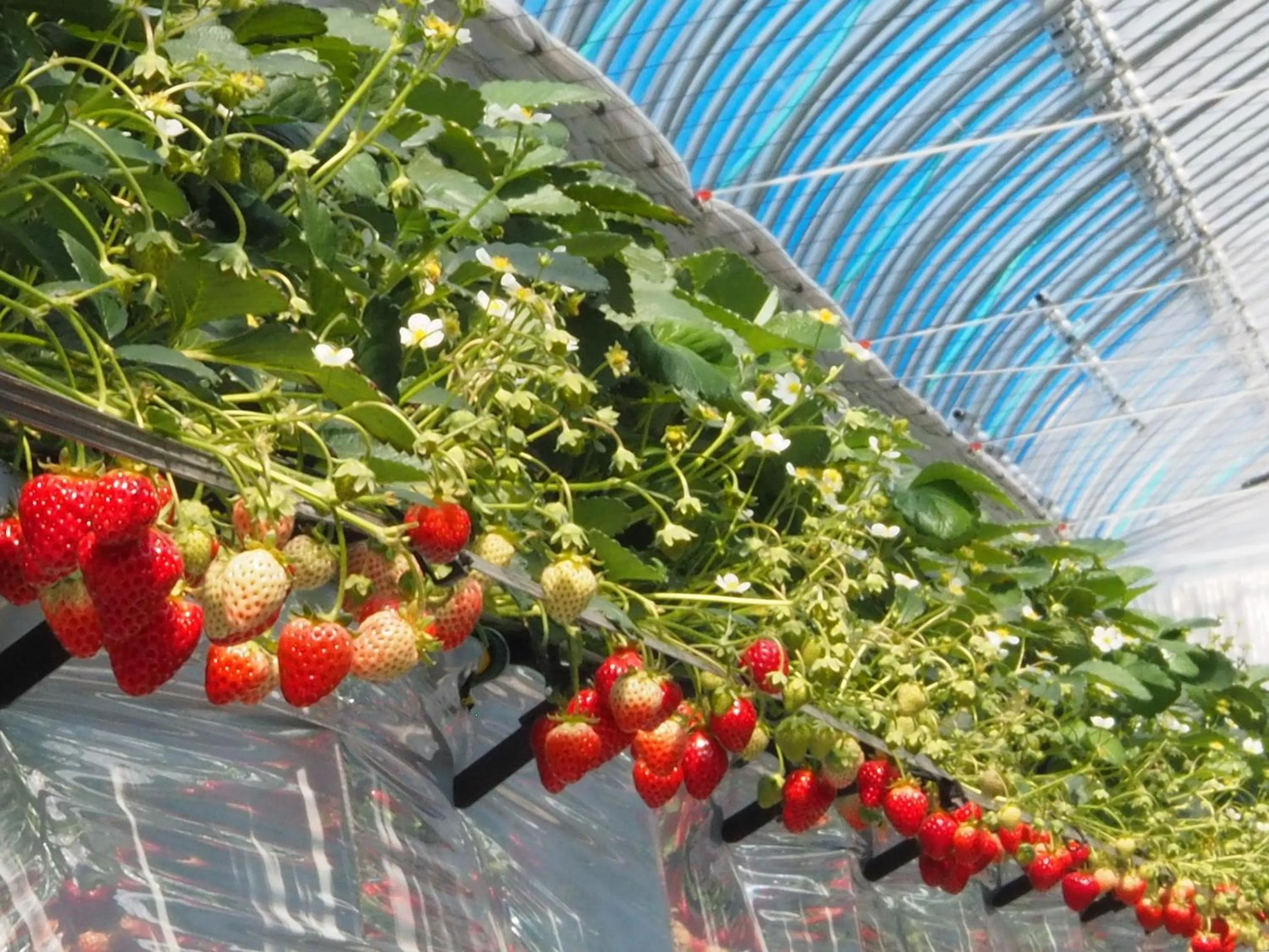 Activities in Le Grand Karuizawa Hotel and Resort