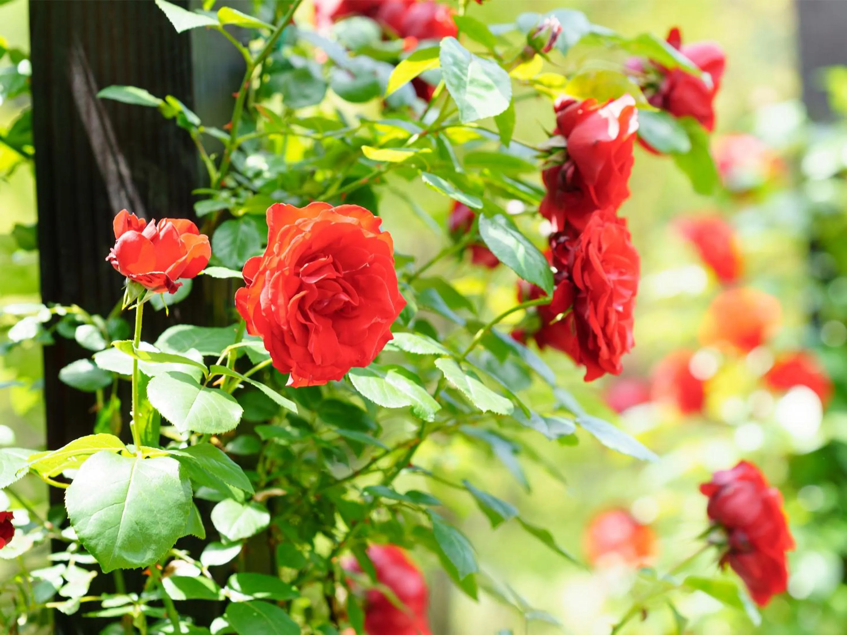 Garden in Le Grand Karuizawa Hotel and Resort
