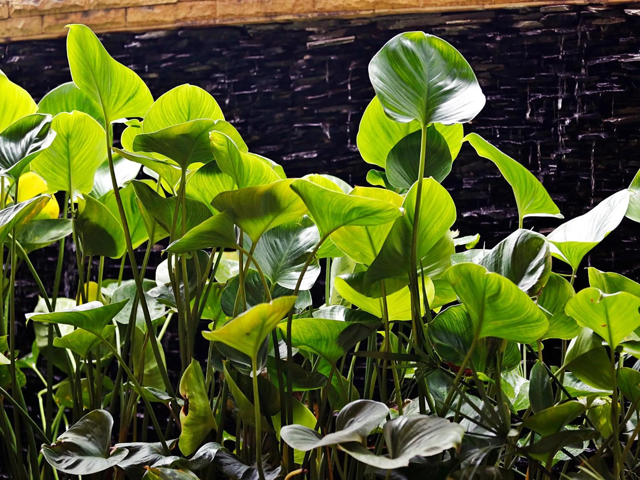 Property building in Baan SS Karon