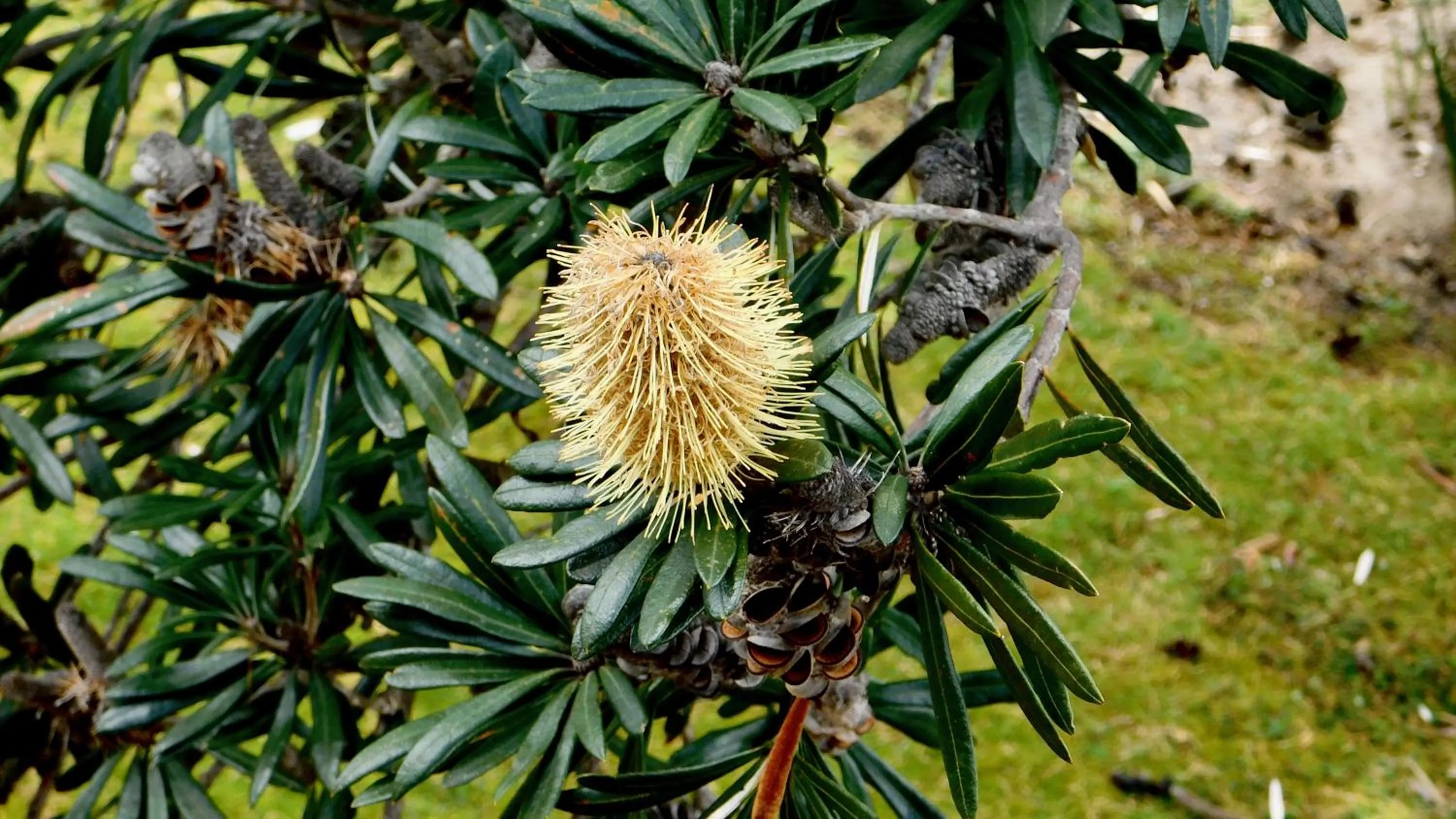 Garden in 43 Degrees Bruny Island