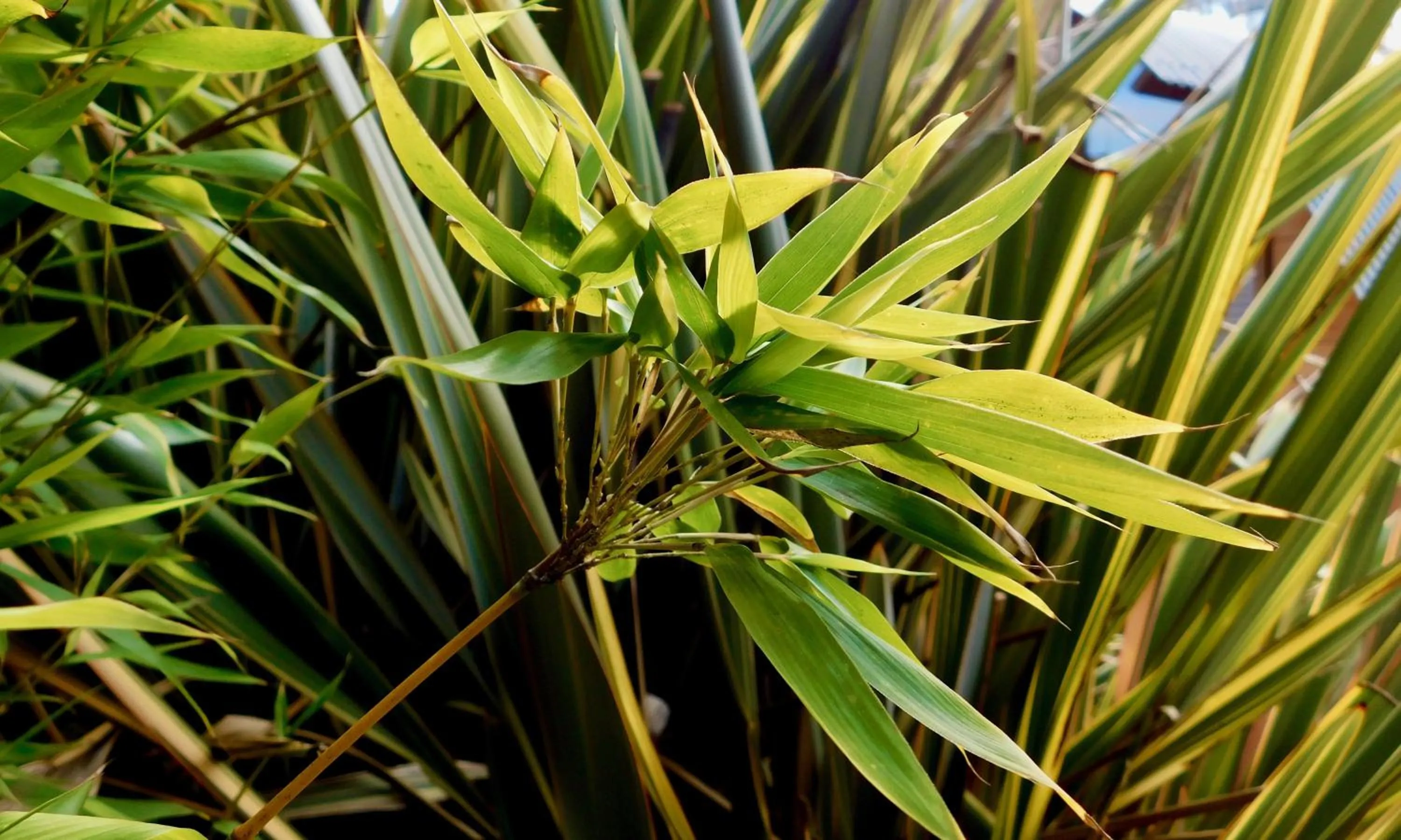 Garden in 43 Degrees Bruny Island