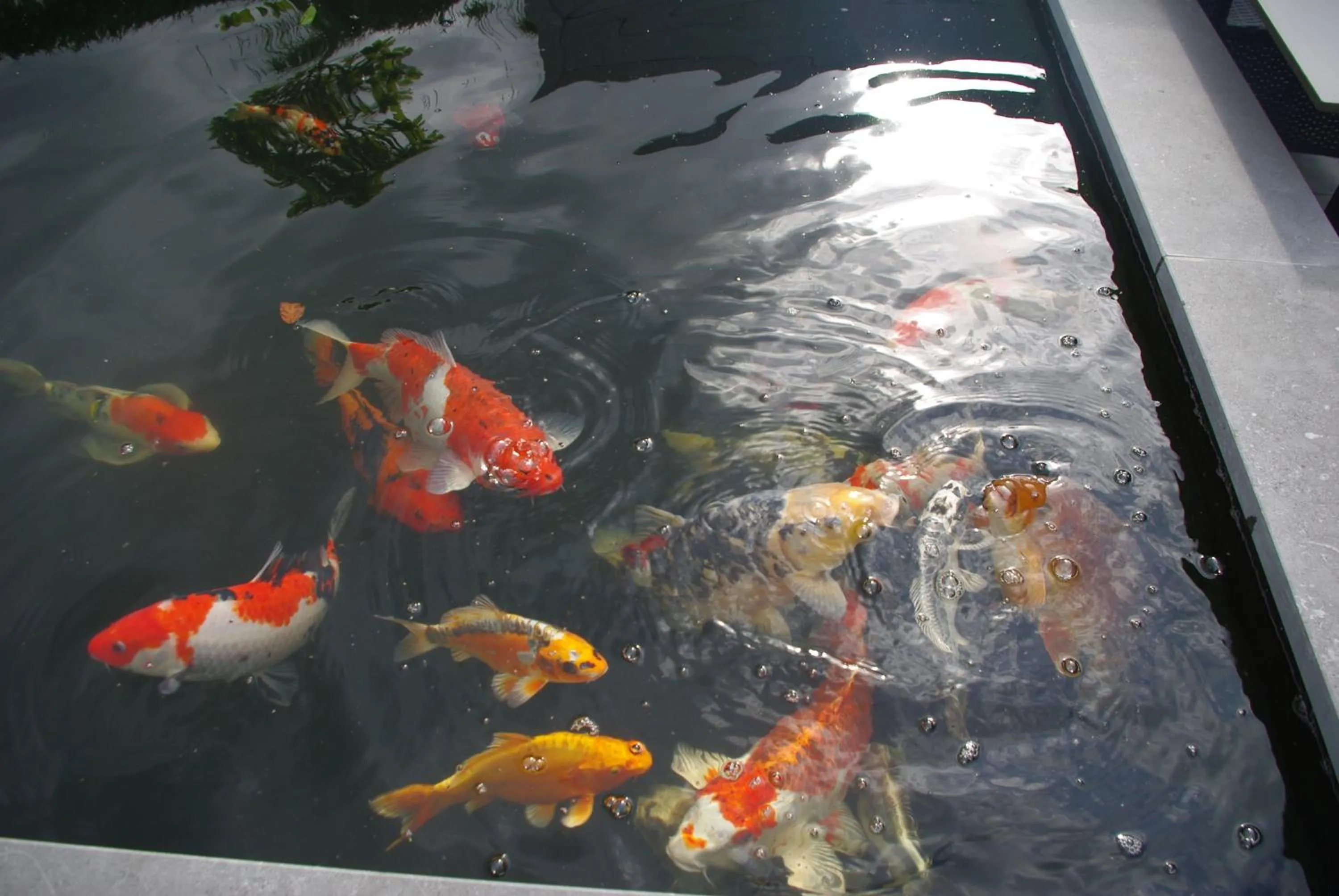 Garden in Abalona Hotel & Apartments