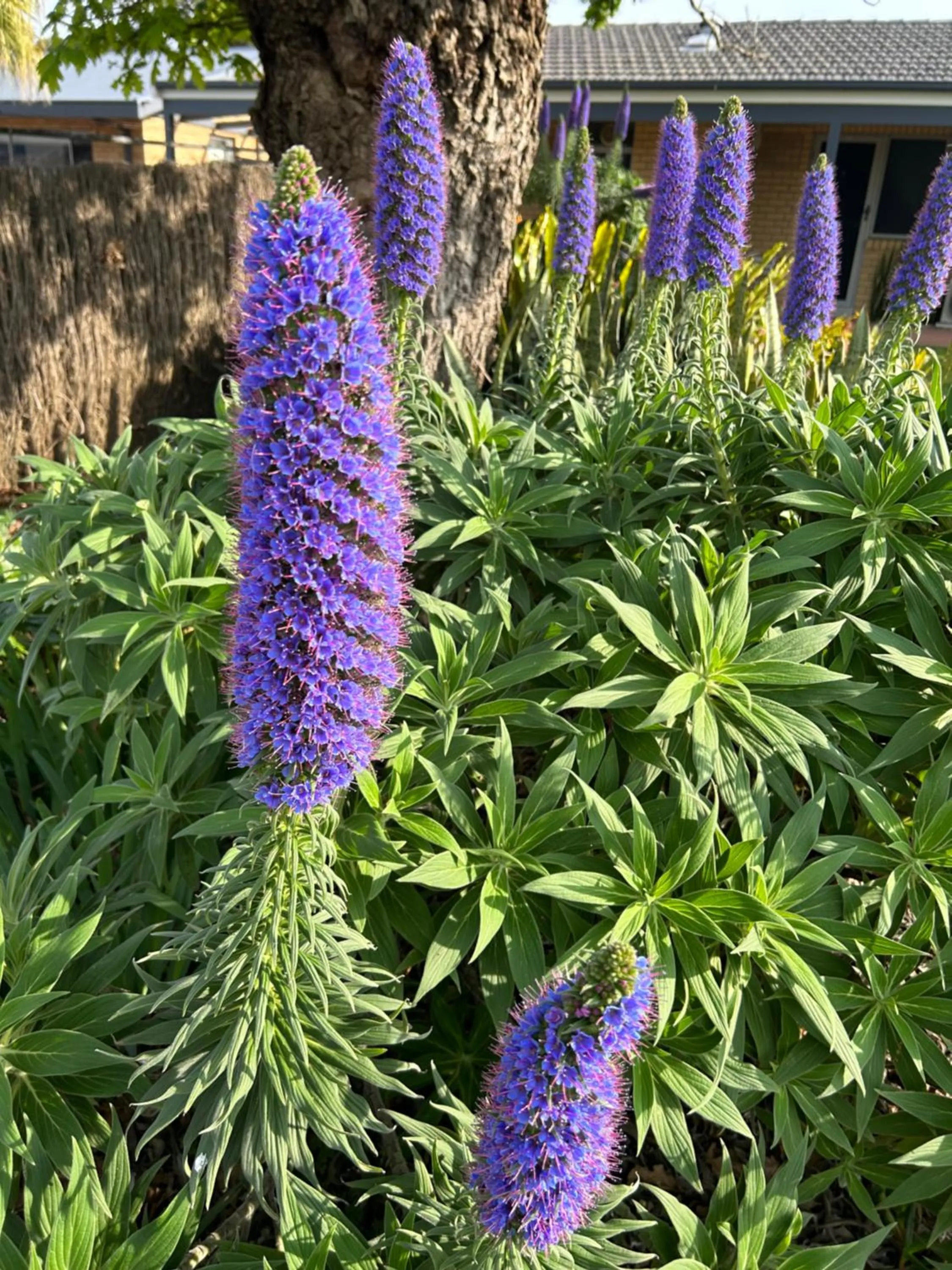 Garden in Hunter Oasis