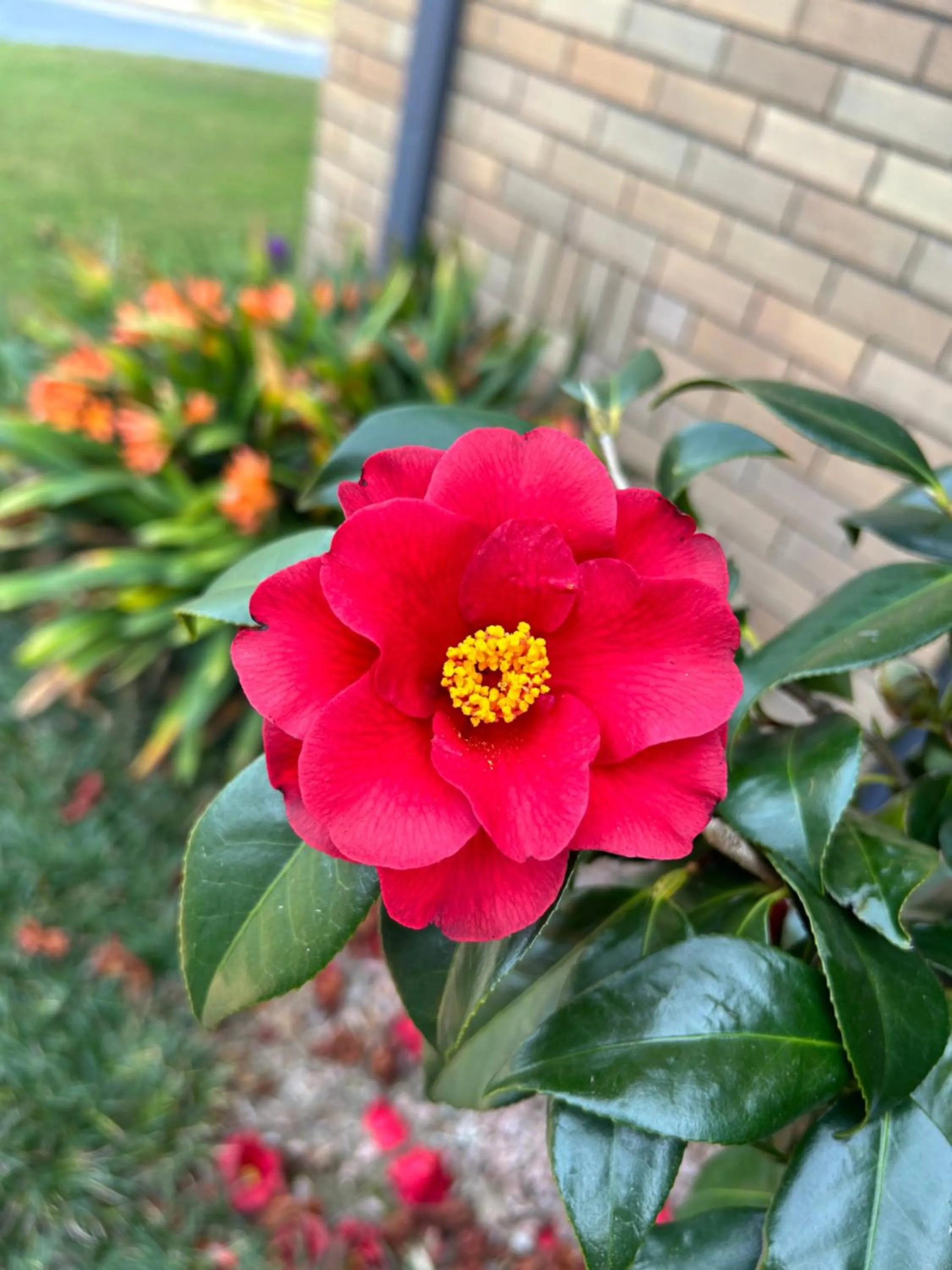 Garden in Hunter Oasis