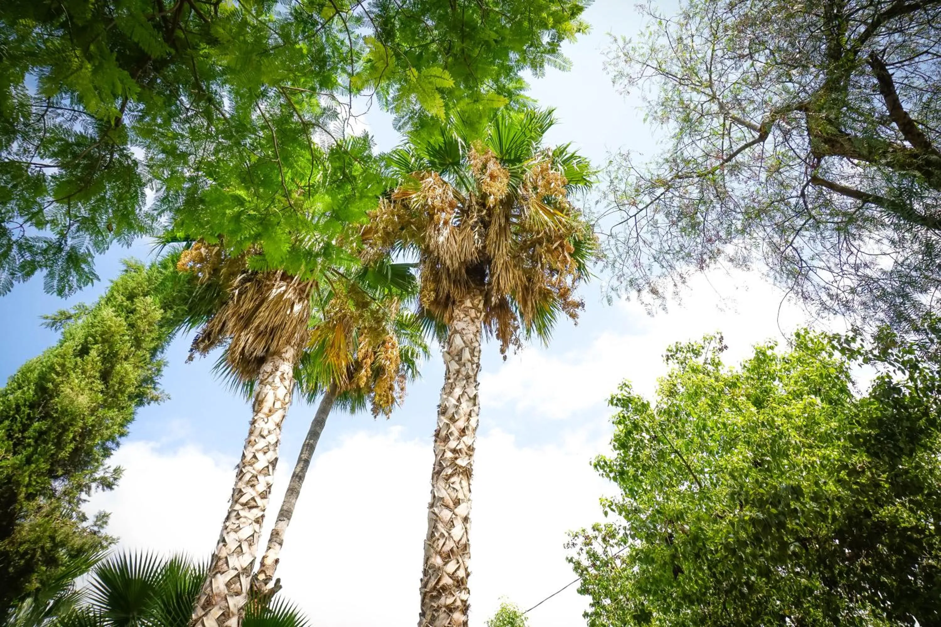 Spring in La Casa Verde