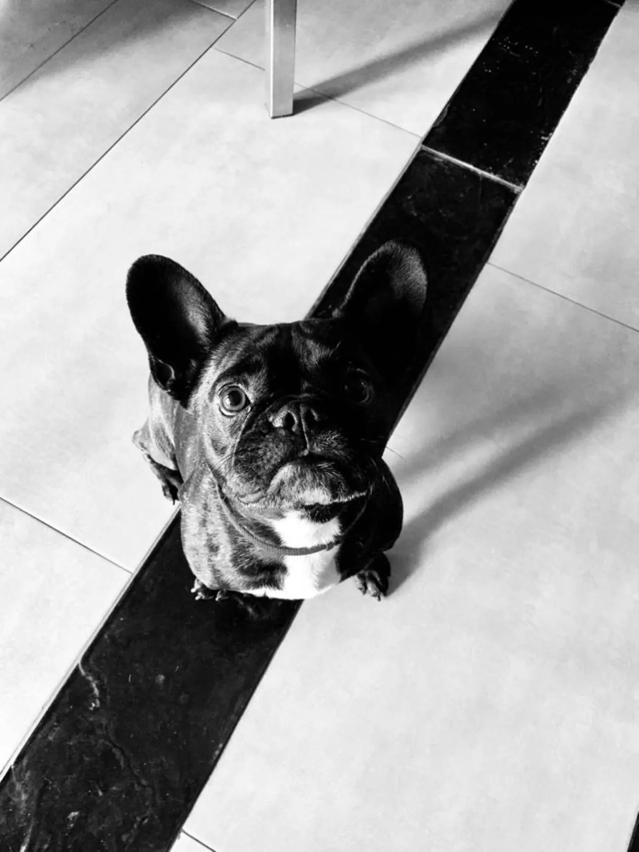 Animals in Albergo Zoello Je Suis