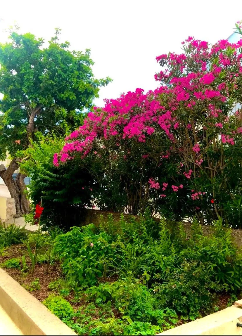 Garden view in Aida Apartments and Rooms for couples and families FREE PARKING