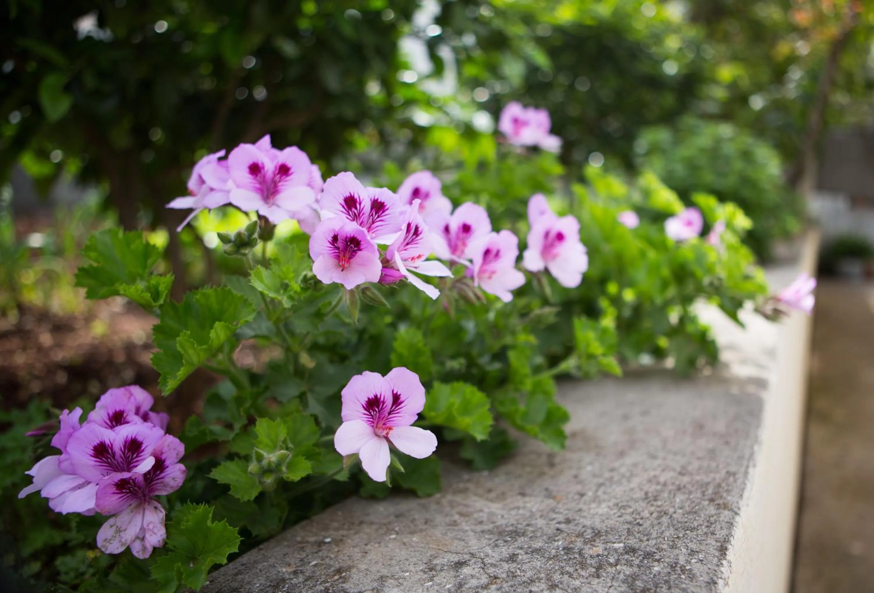 Decorative detail in Aida Apartments and Rooms for couples and families FREE PARKING