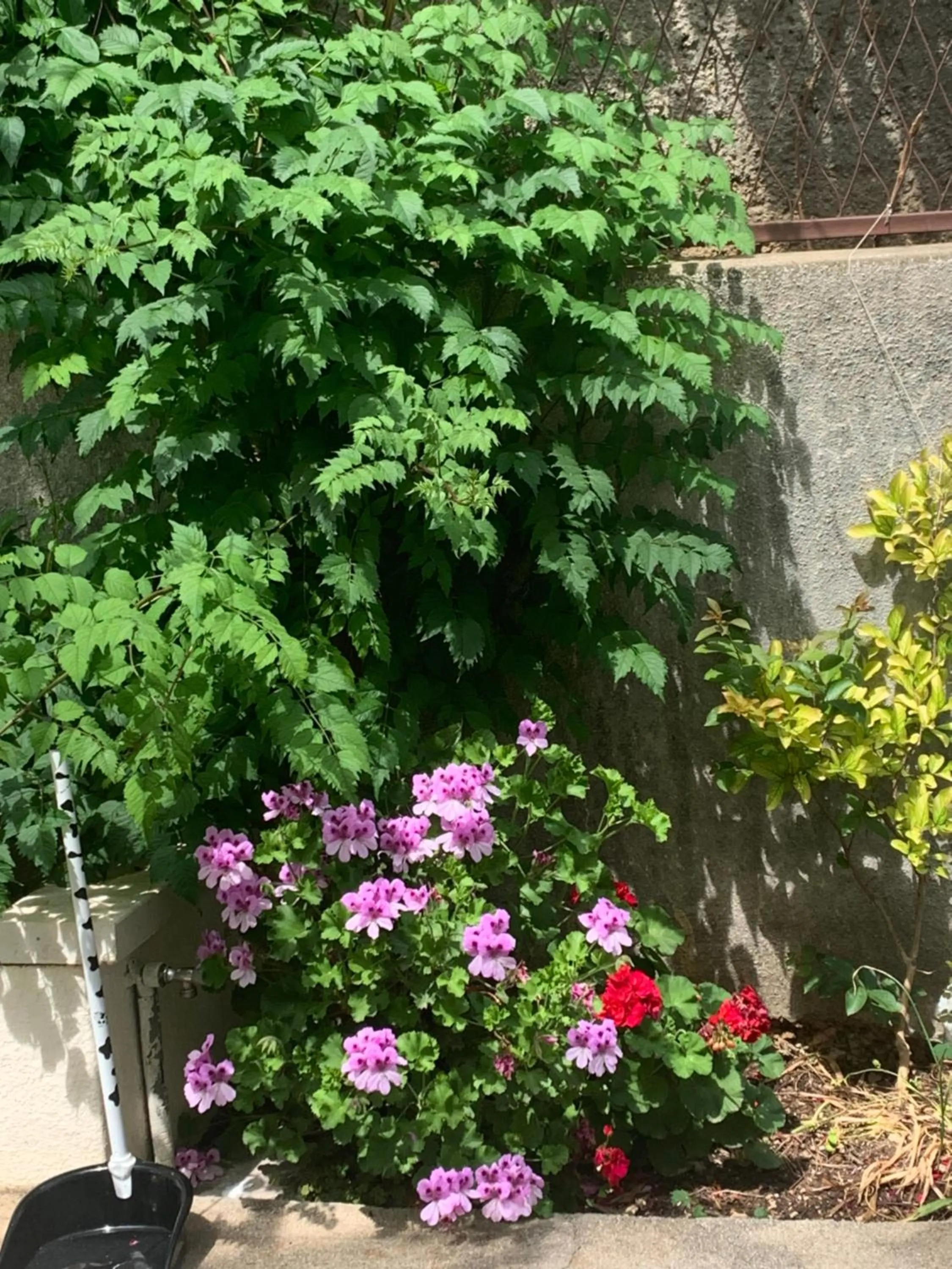 Aida Apartments and Rooms for couples and families FREE PARKING