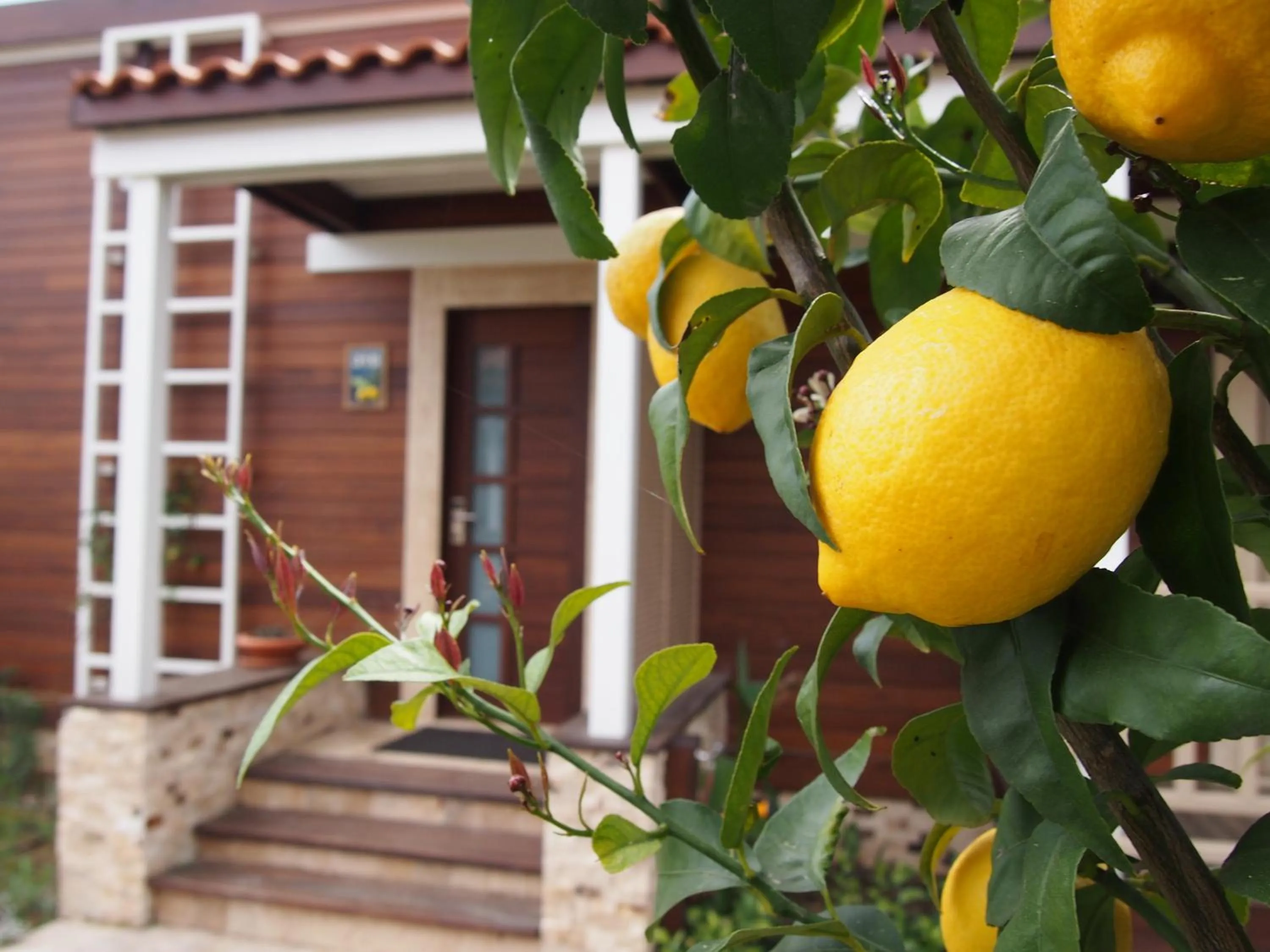Garden in Kimera Lounge Boutique Hotel & Spa