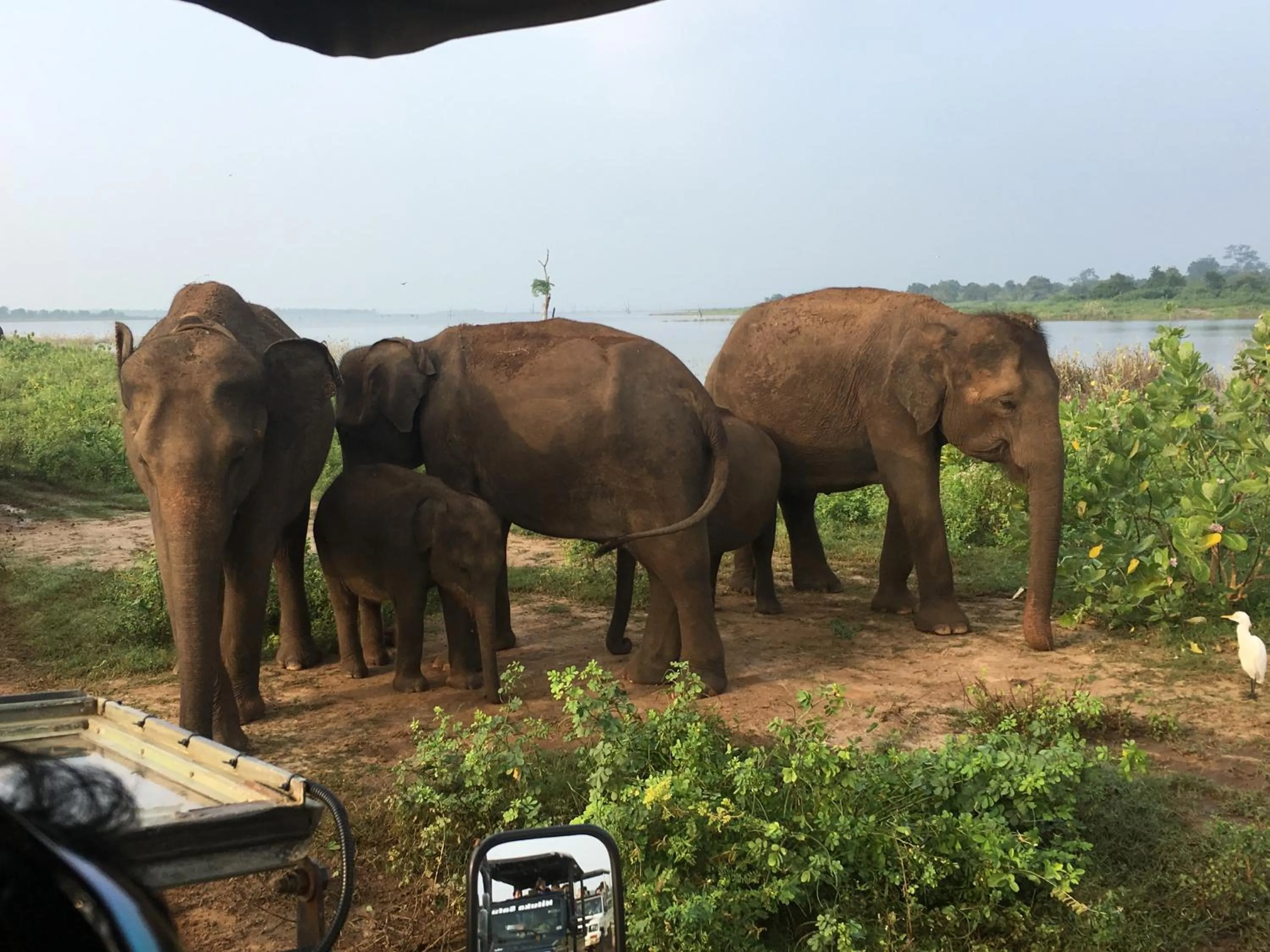 Neighbourhood in Jungle Paradise