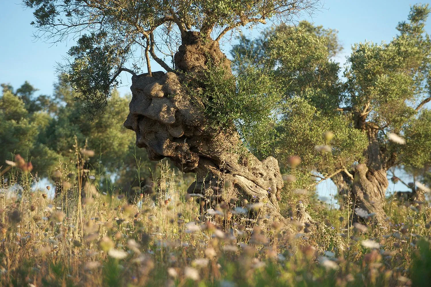 Natural landscape in Carrossa Hotel & Spa