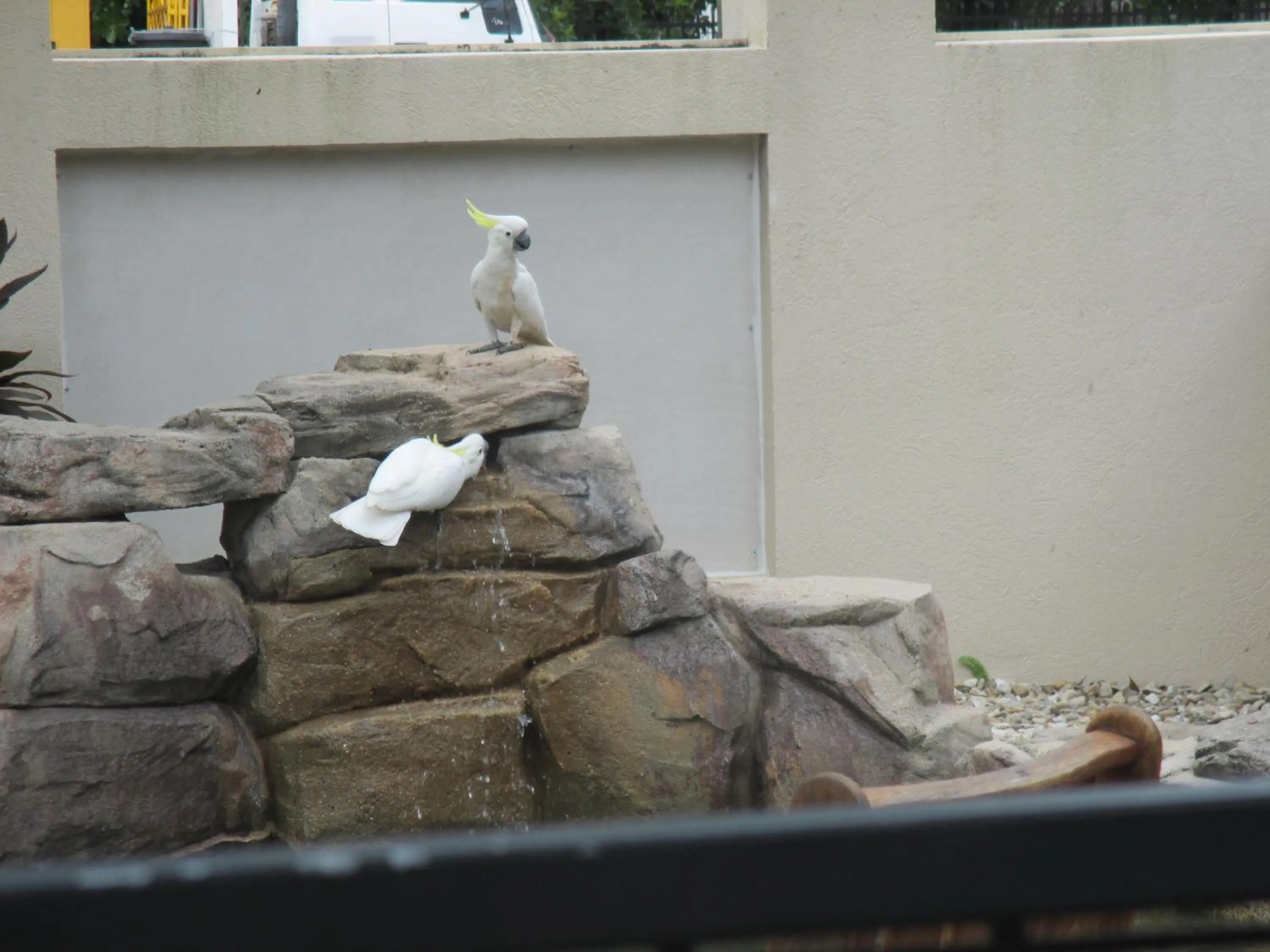 Animals in Royal Palm Villas