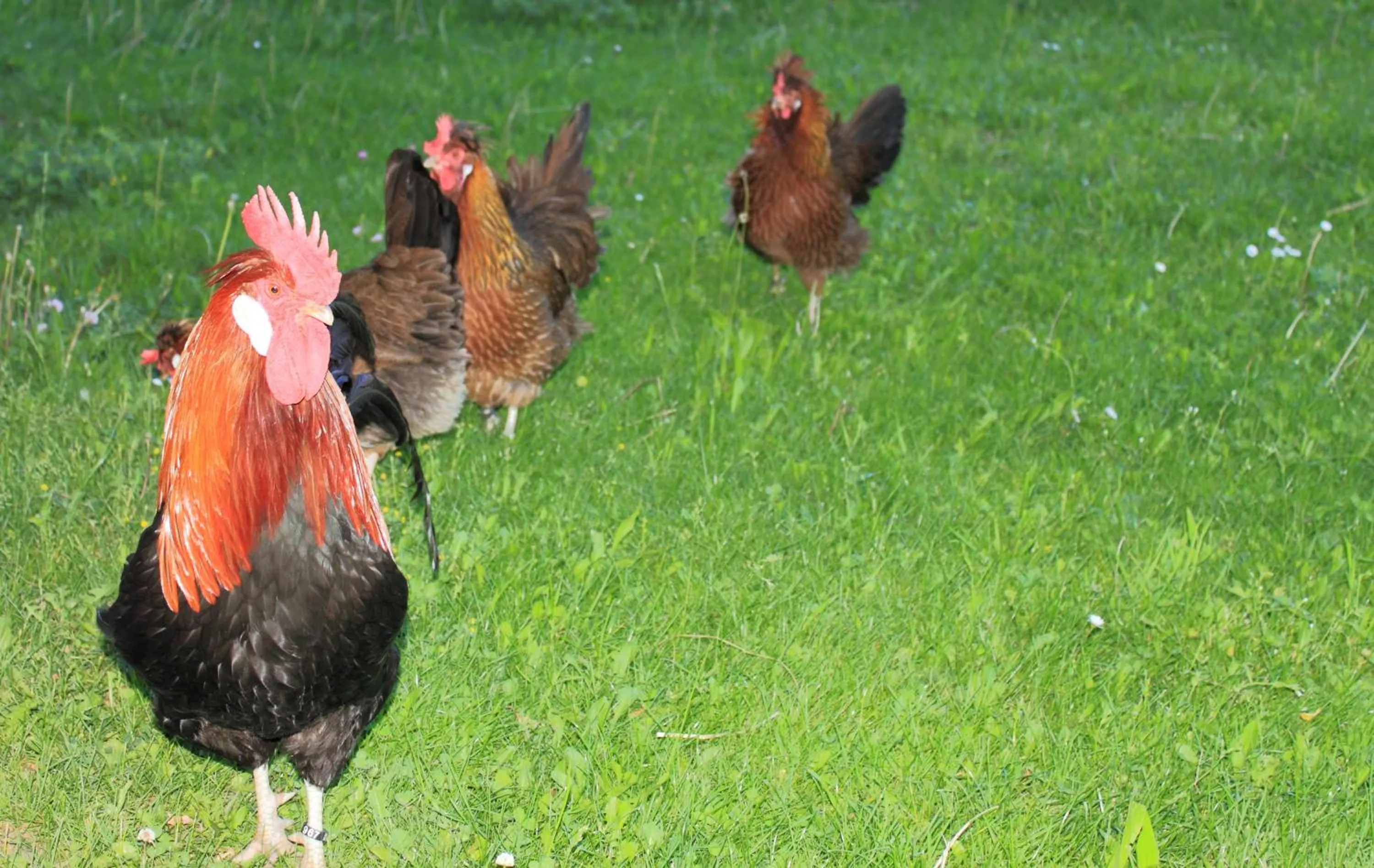 Pets in Huaberhof Weerberg