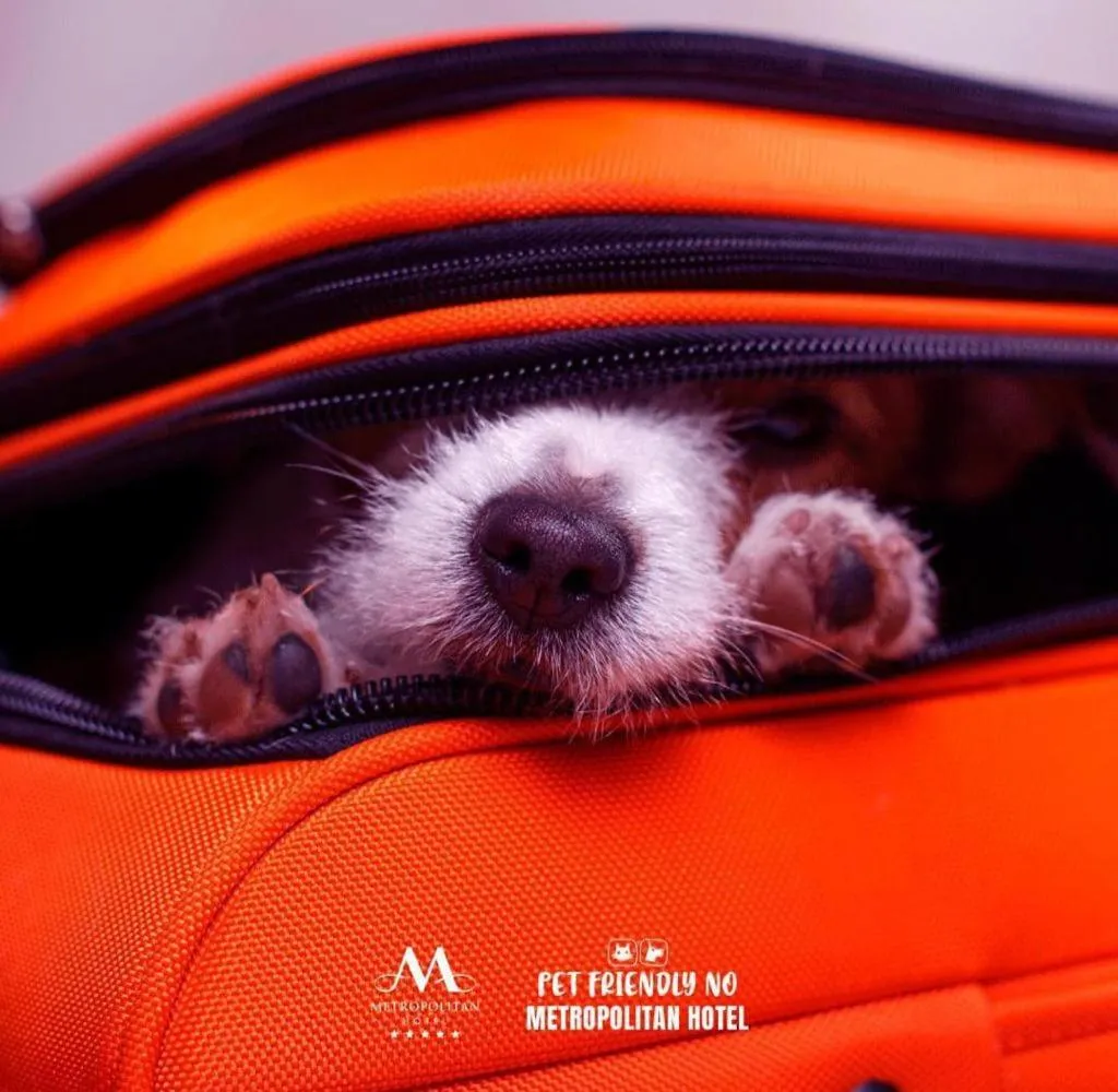 Pets in Metropolitan Hotel