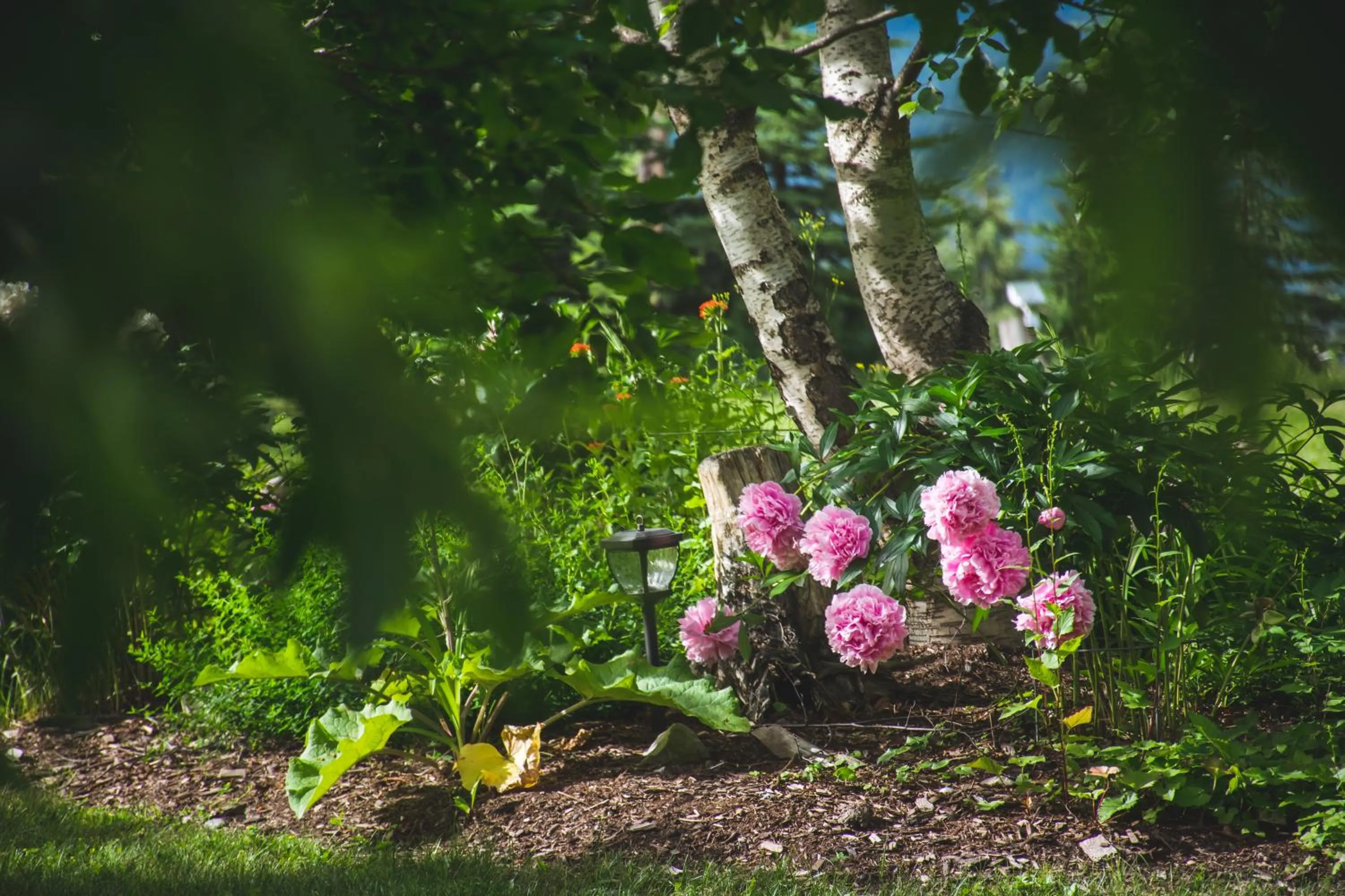 Summer in Whitewater Lodge