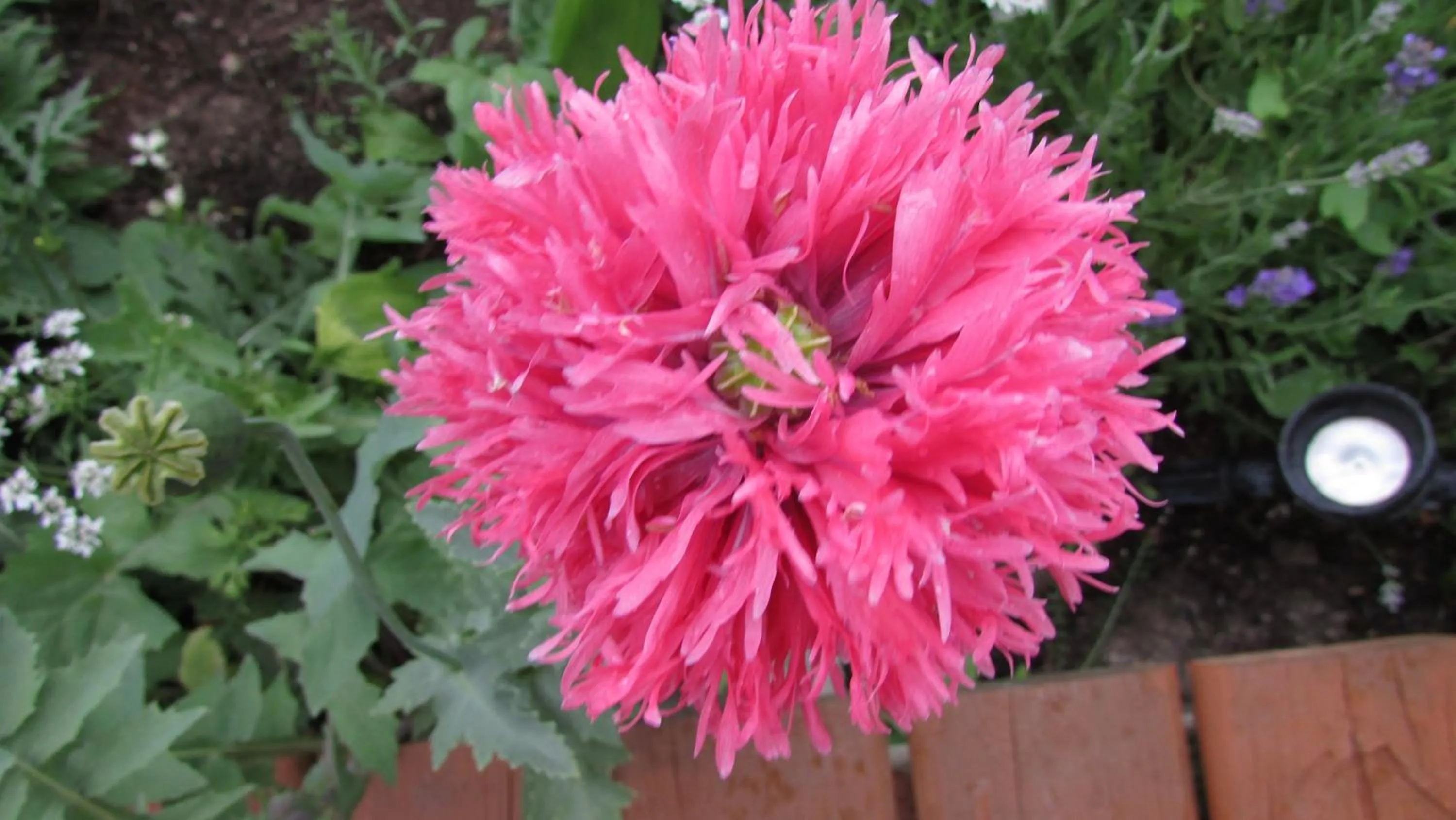 Garden in Whitewater Lodge