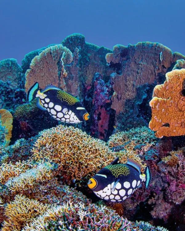 Natural landscape in Pristine Paradise Dive Resort - Togean Islands, Una Una