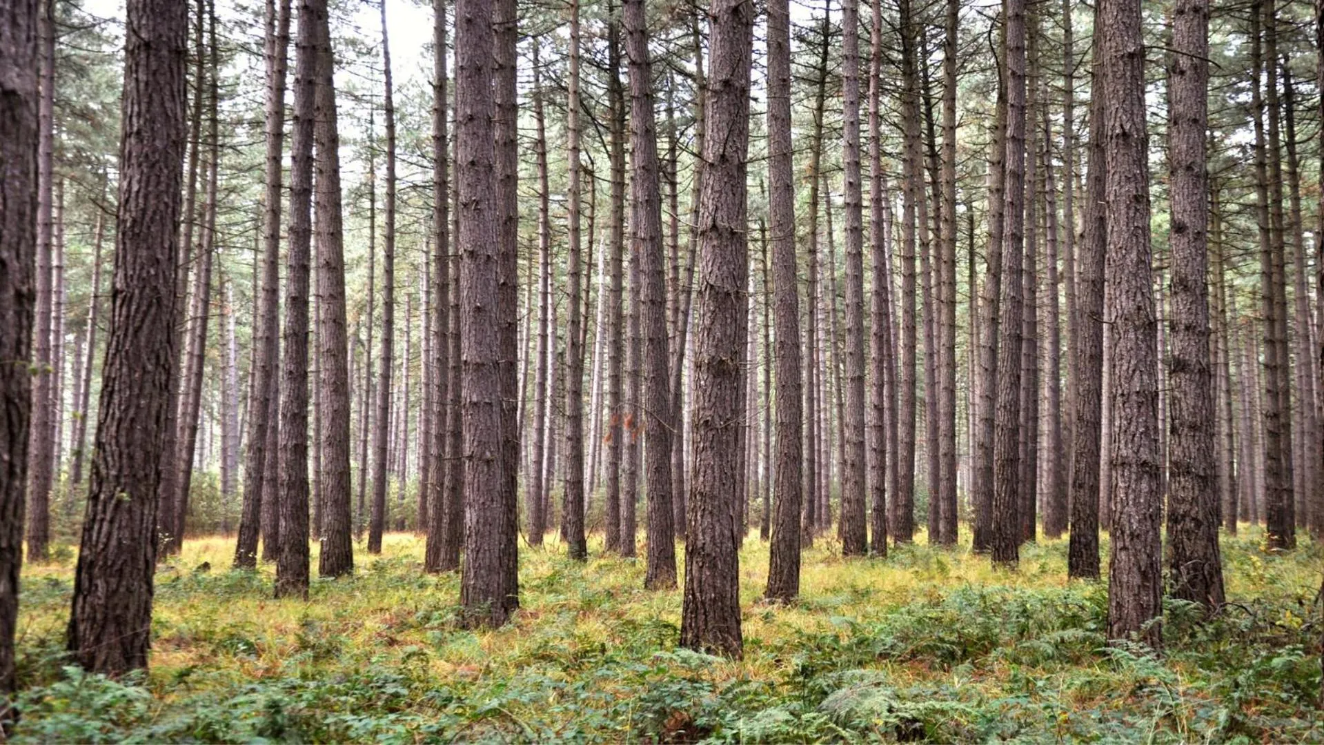 Natural landscape in Hotel Jerom