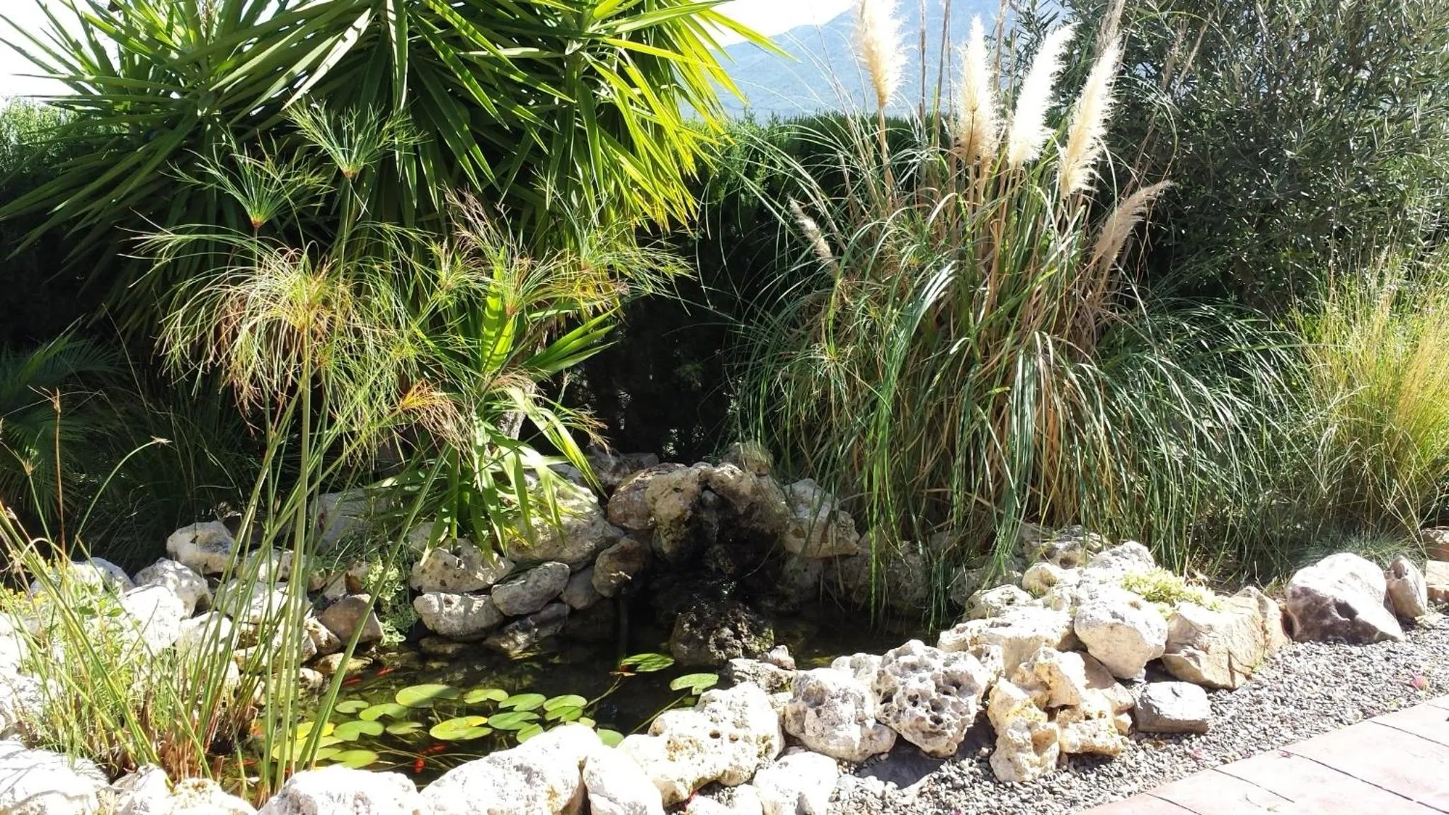 Garden in Bed & Breakfast | Guest House Casa Don Carlos