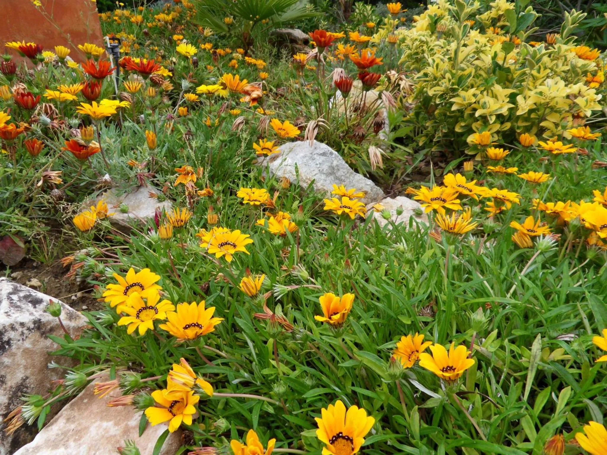 Garden in Bed & Breakfast | Guest House Casa Don Carlos