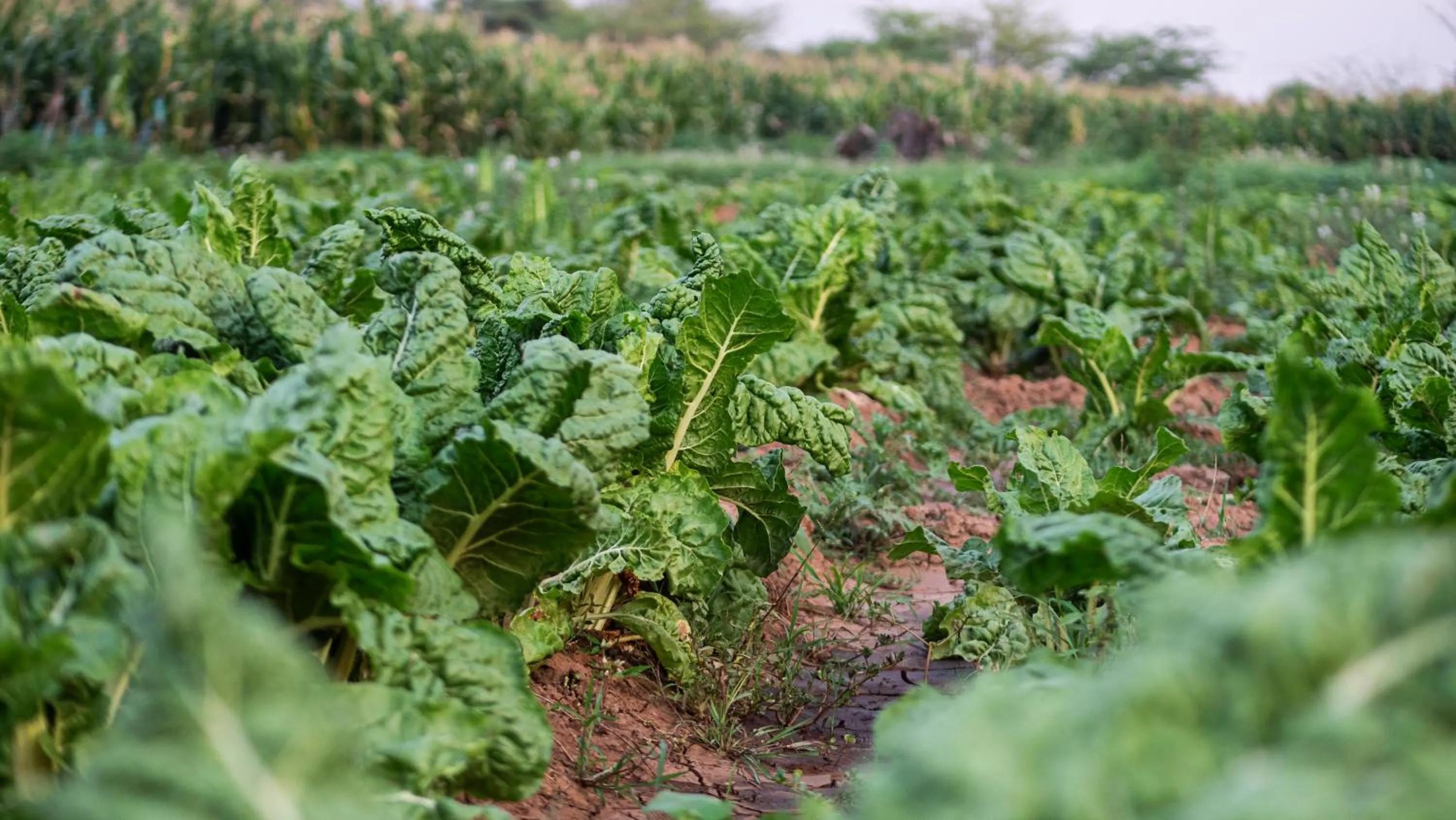 Food in Lake Bogoria Spa Resort