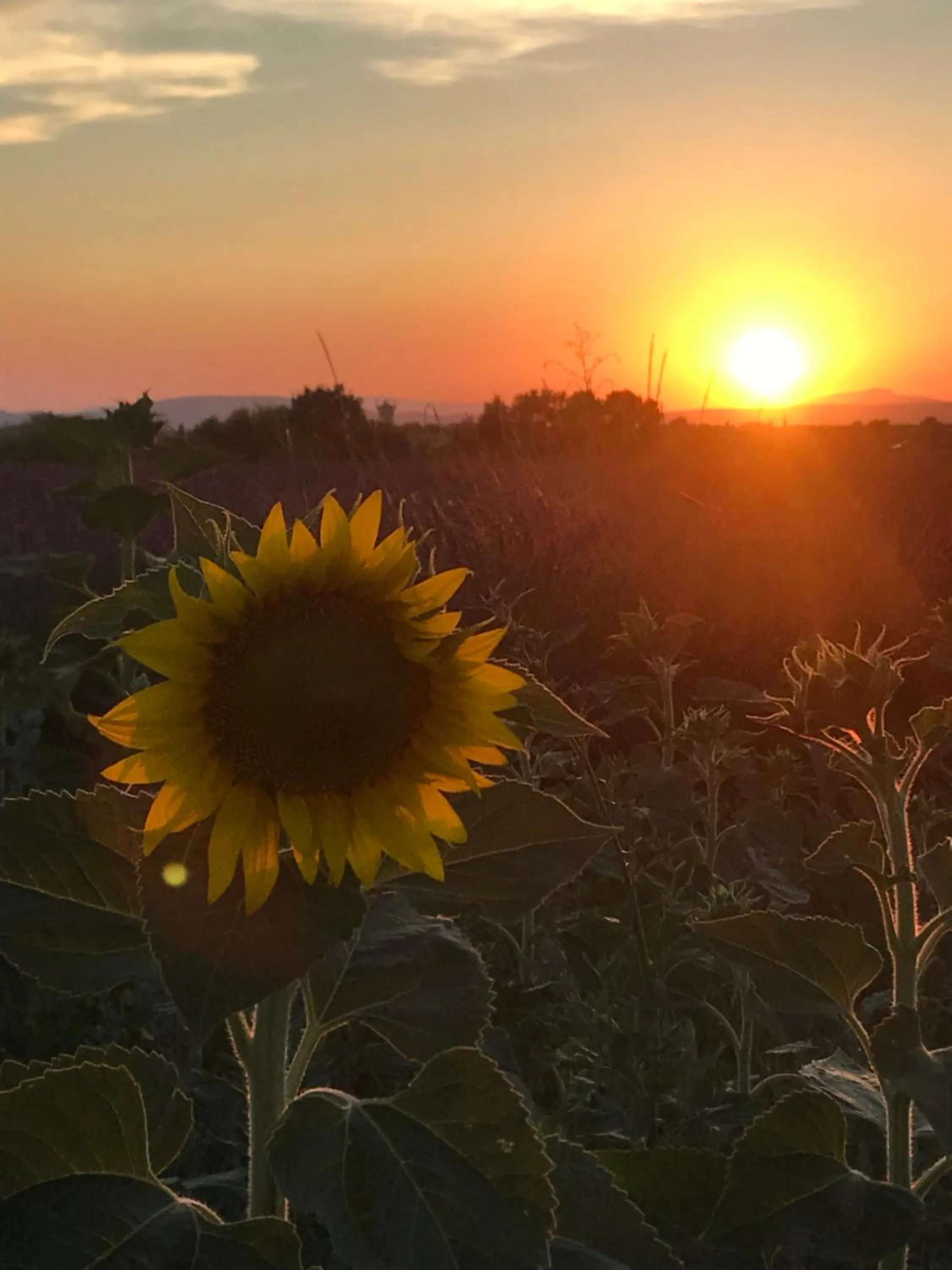 Natural landscape in les costebelles