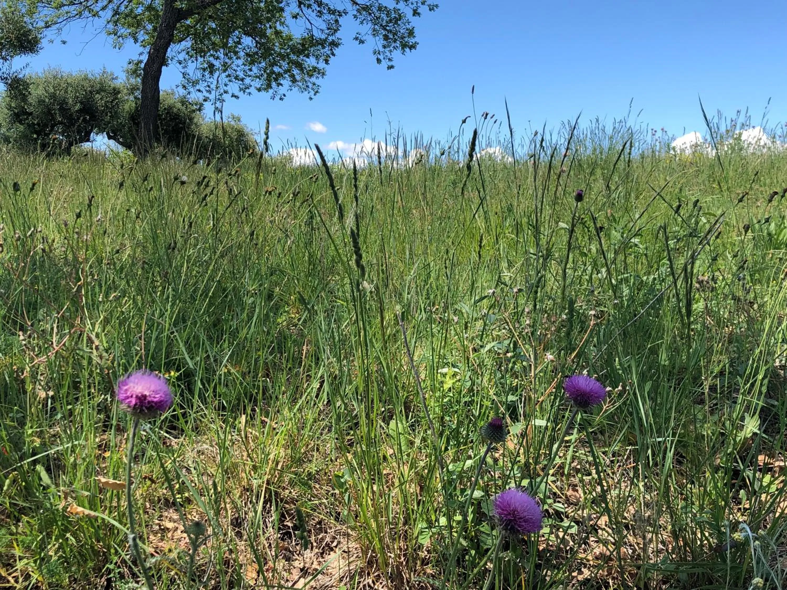 Off site in les costebelles