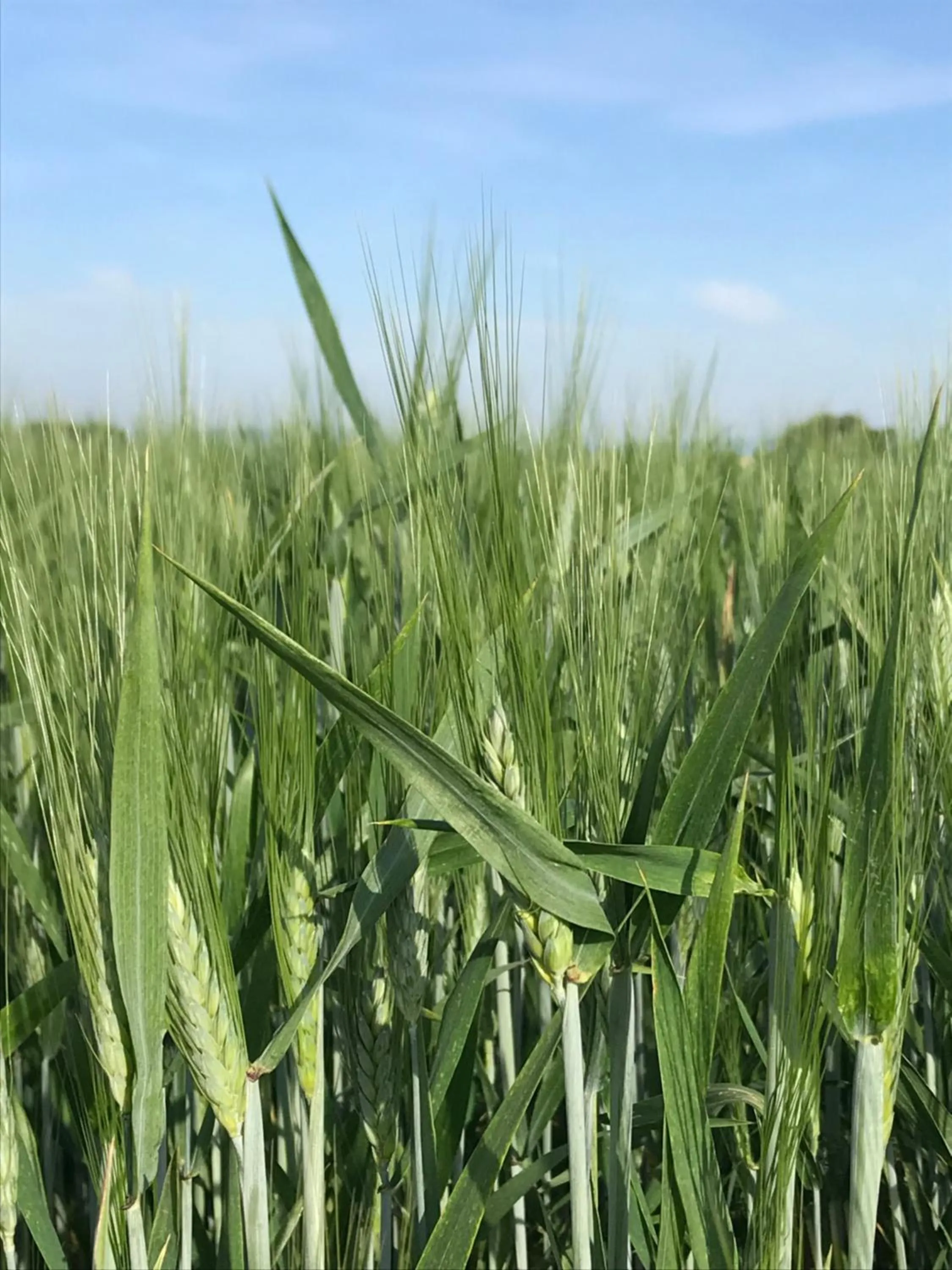 Natural landscape in les costebelles