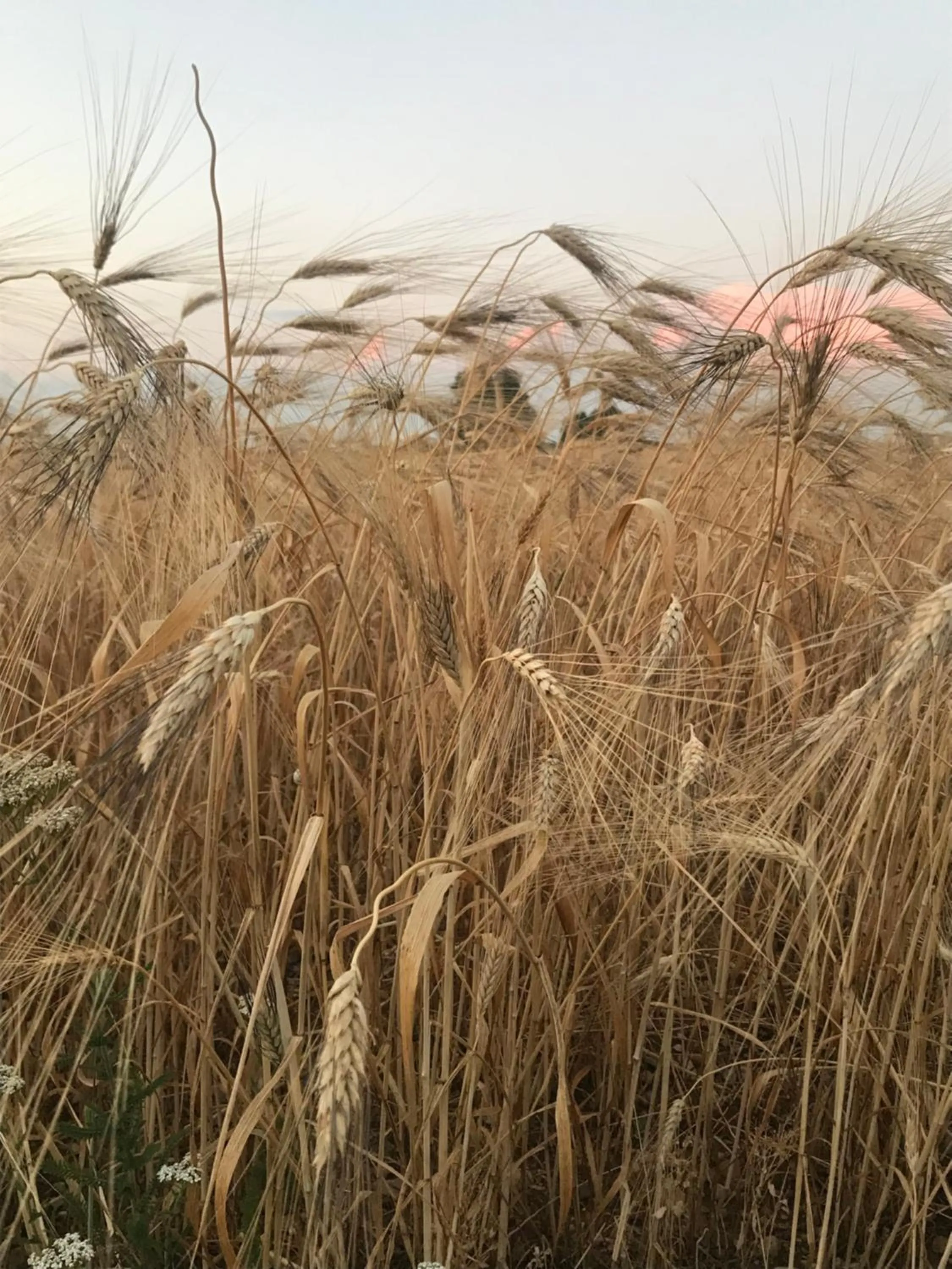 Natural landscape in les costebelles