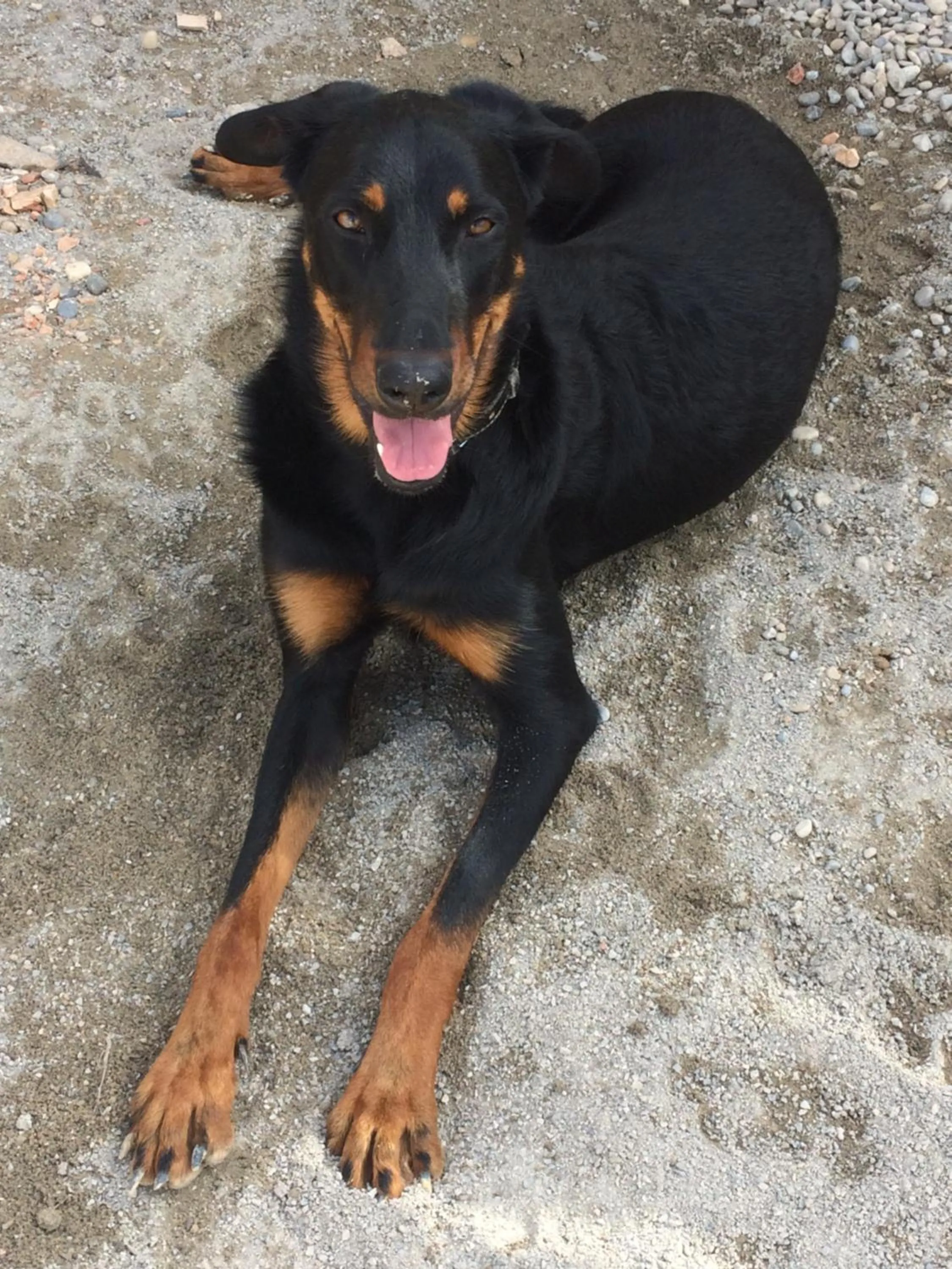 Pets in les costebelles